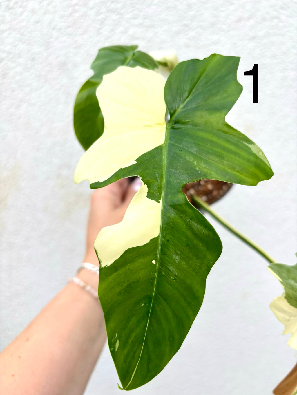 Philodendron Golden Dragon Variegata