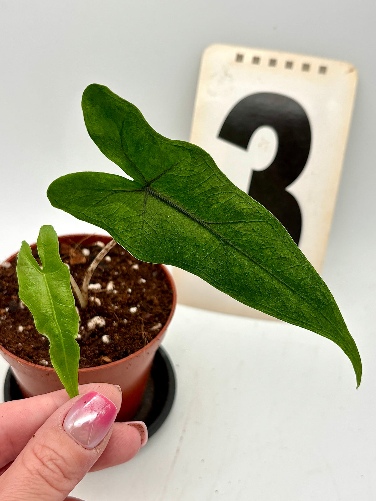 Alocasia Sabrina Variegata Pflanze mit grünen und weißen Blättern, exotische Zimmerpflanze von Exotic-Flowers