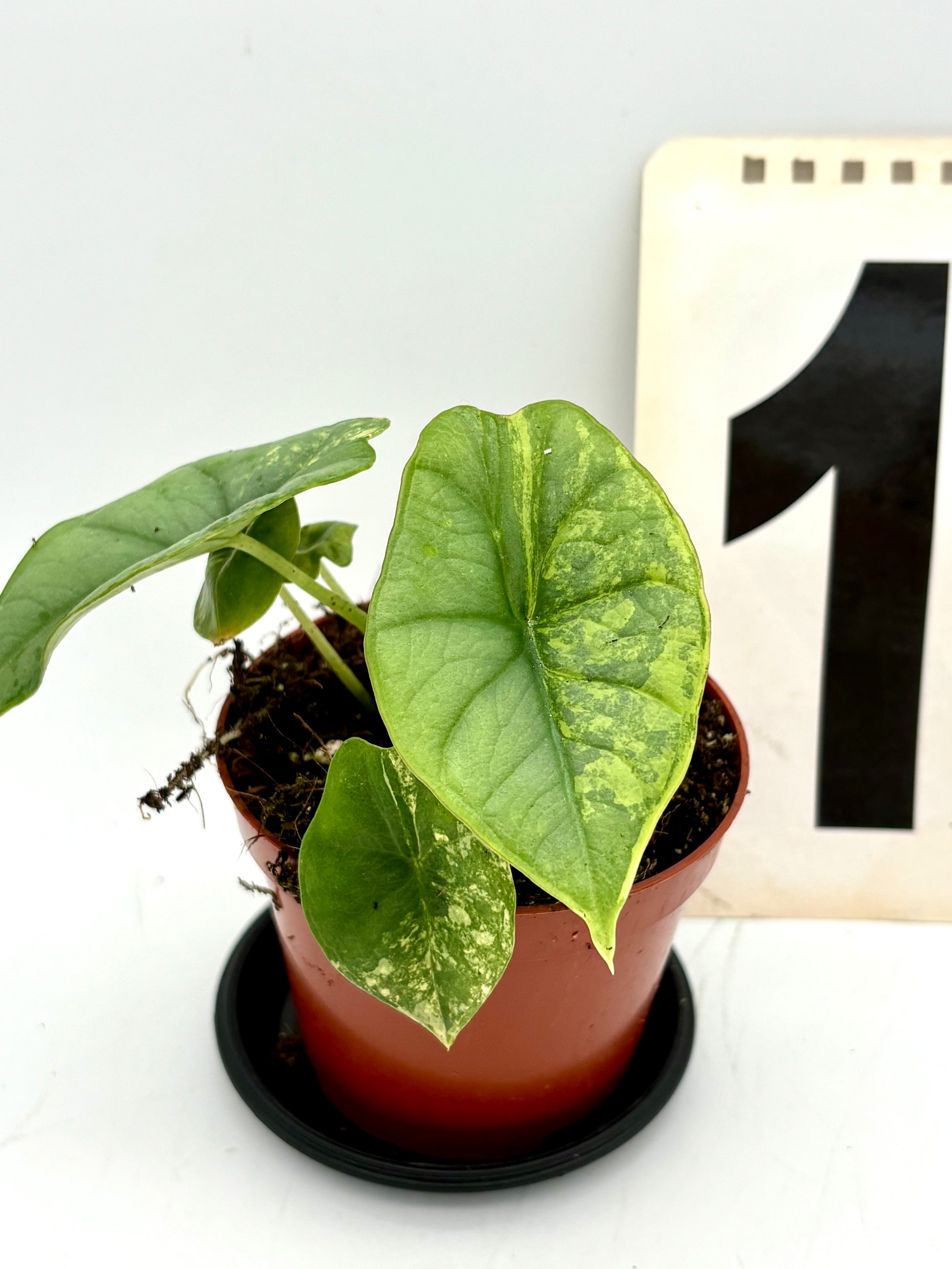 Alocasia Platinum Aurea Variegata Pflanze mit großen grünen Blättern mit silbernen und goldenen Mustern, im Topf.