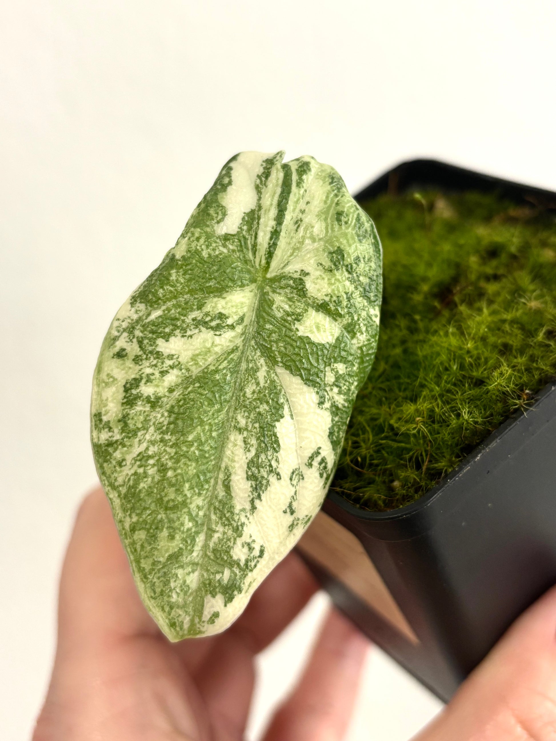 Alocasia Melo Albo Variegata - Exotic-Flowers