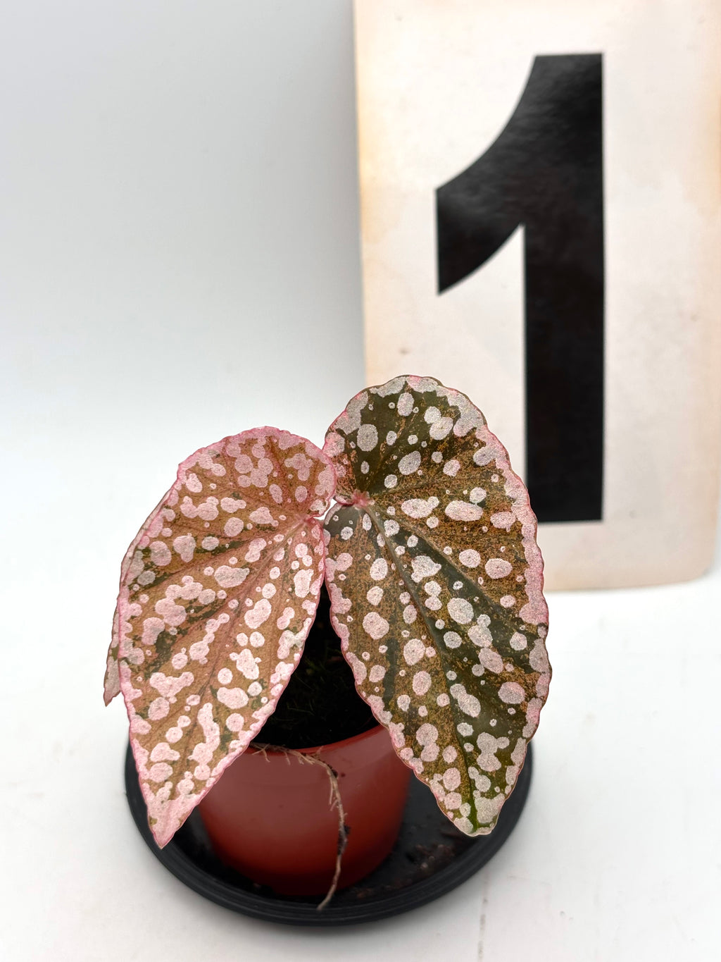 Verschiedene Begonia Snowcap Variegata Pflanze mit weißen und grünen Blättern, Zierpflanze von Exotic-Flowers