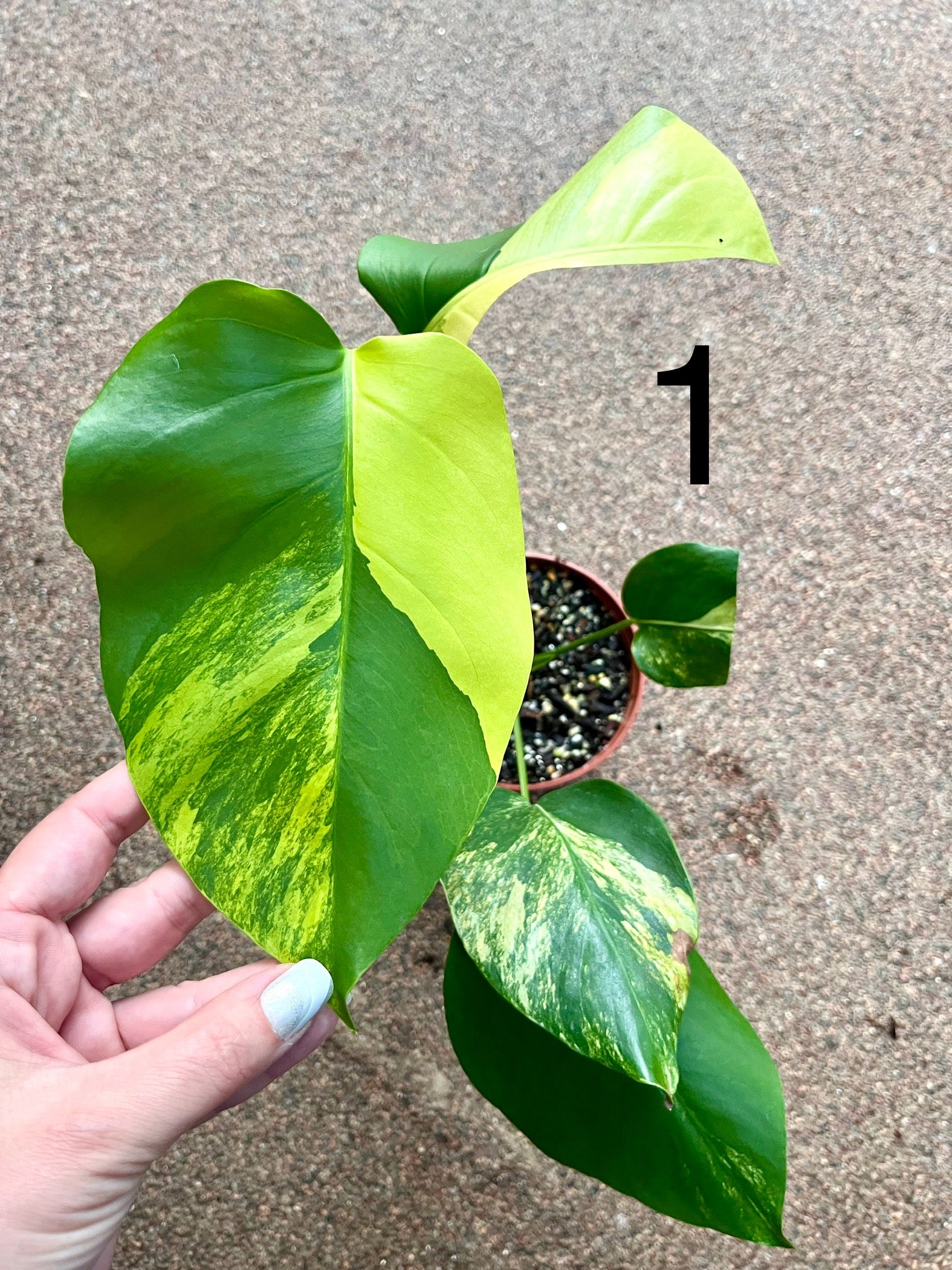 Monstera Aurea Variegata