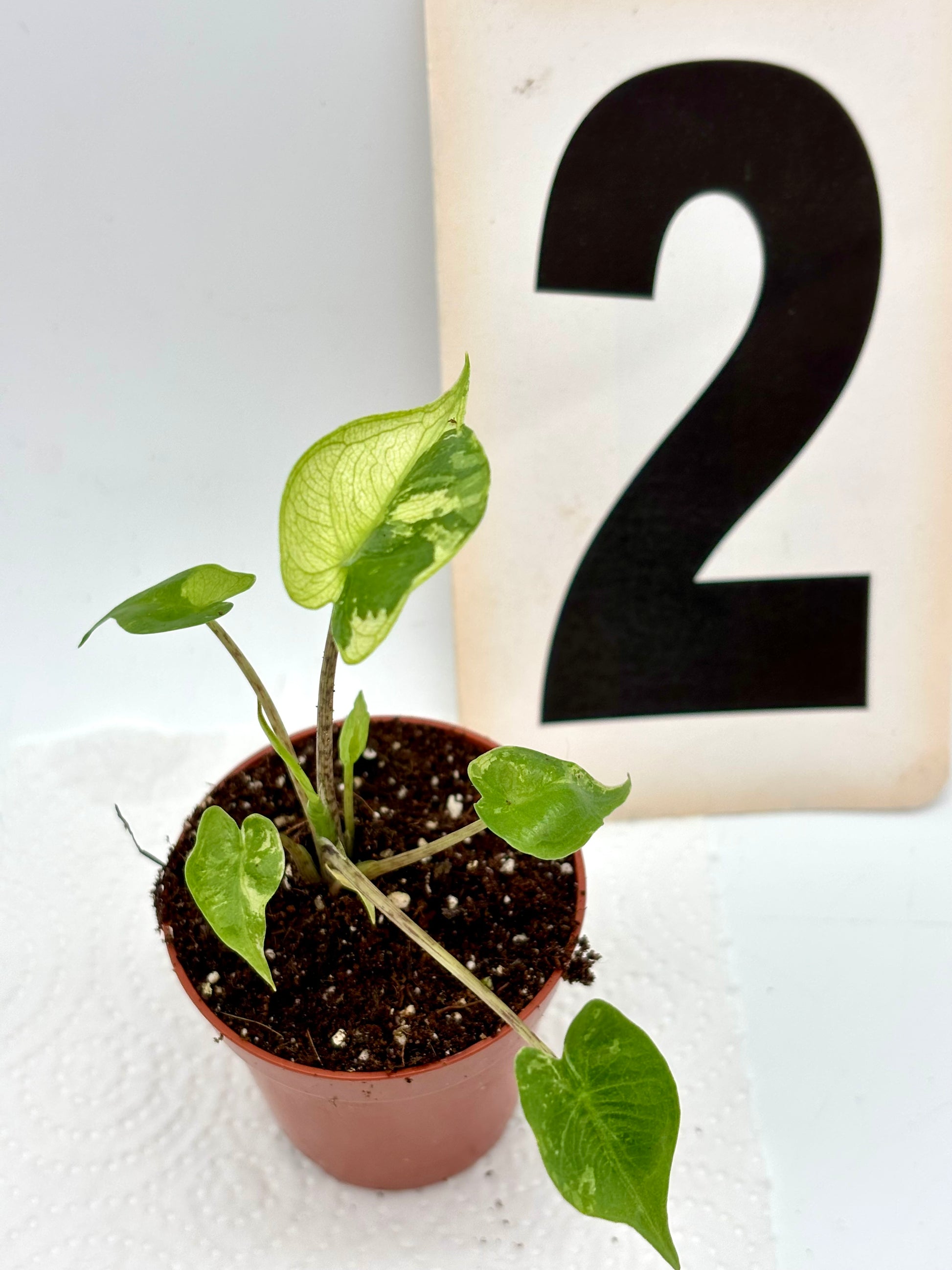 Alocasia Stingray Variegata