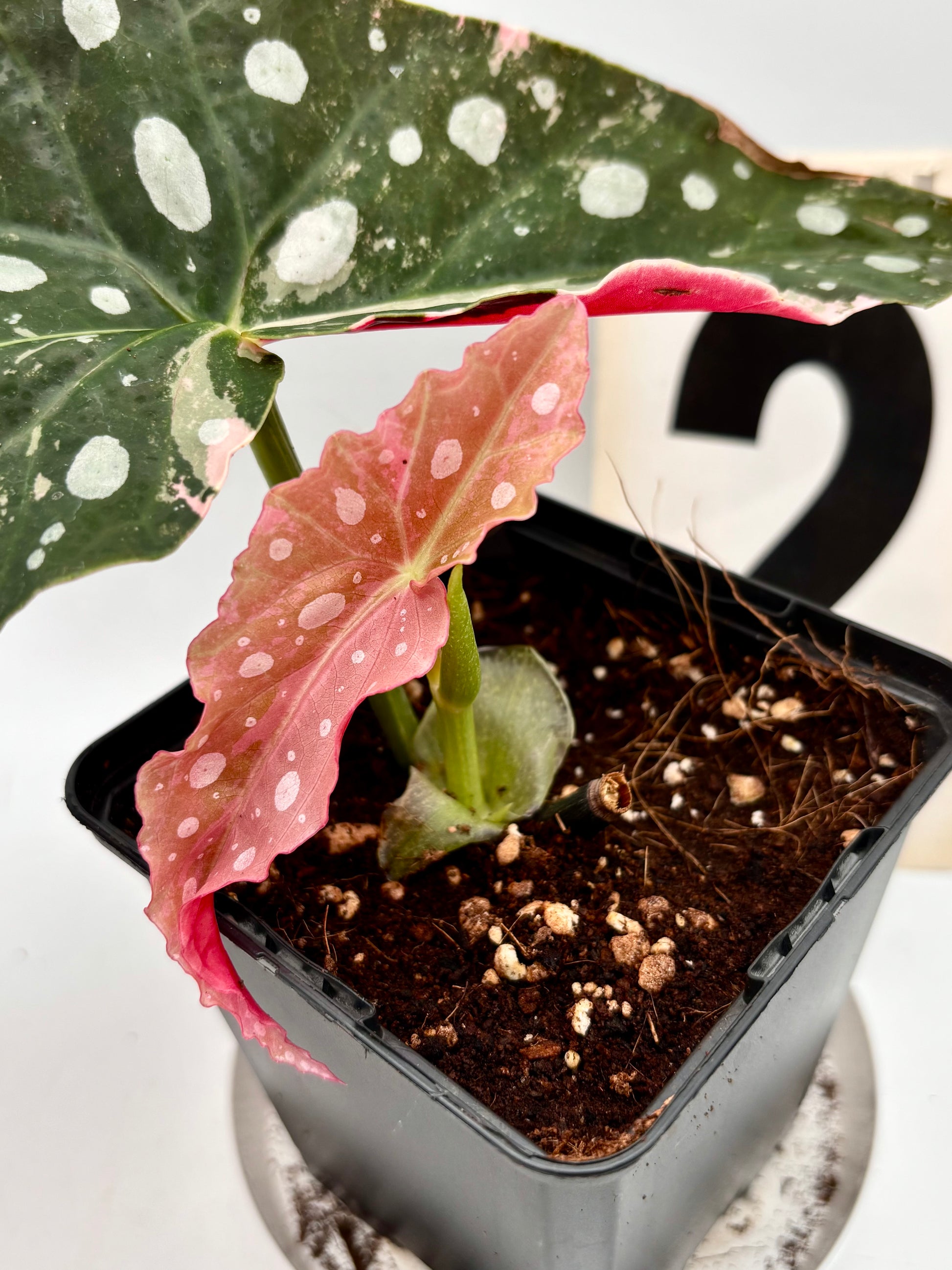 Begonia Maculata Pink Variegata