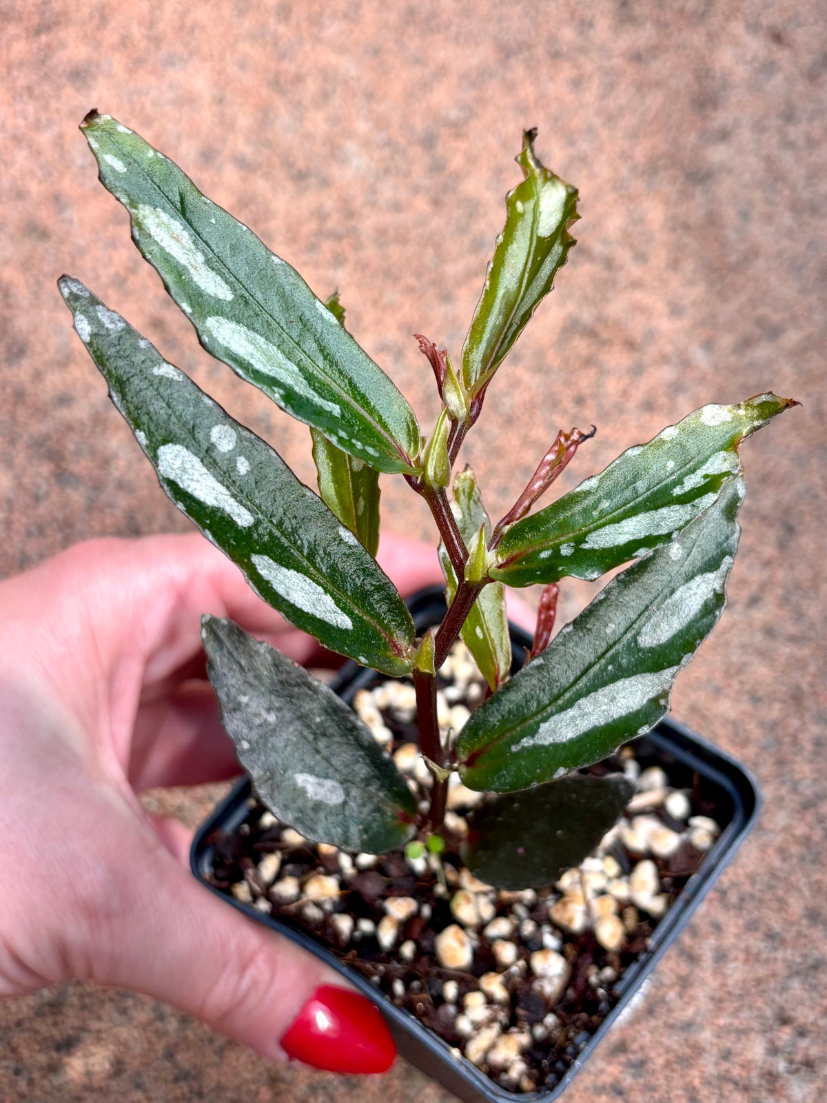 Begonie Julau Typ 2 von Exotic-Flowers, grüne Blätter und bunte Blüten, topfbereit für Zimmer und Garten.