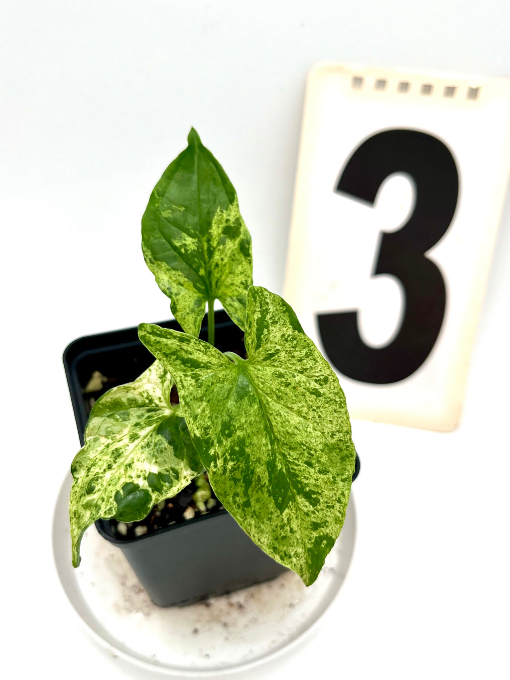 Syngonium Mottled Mojito