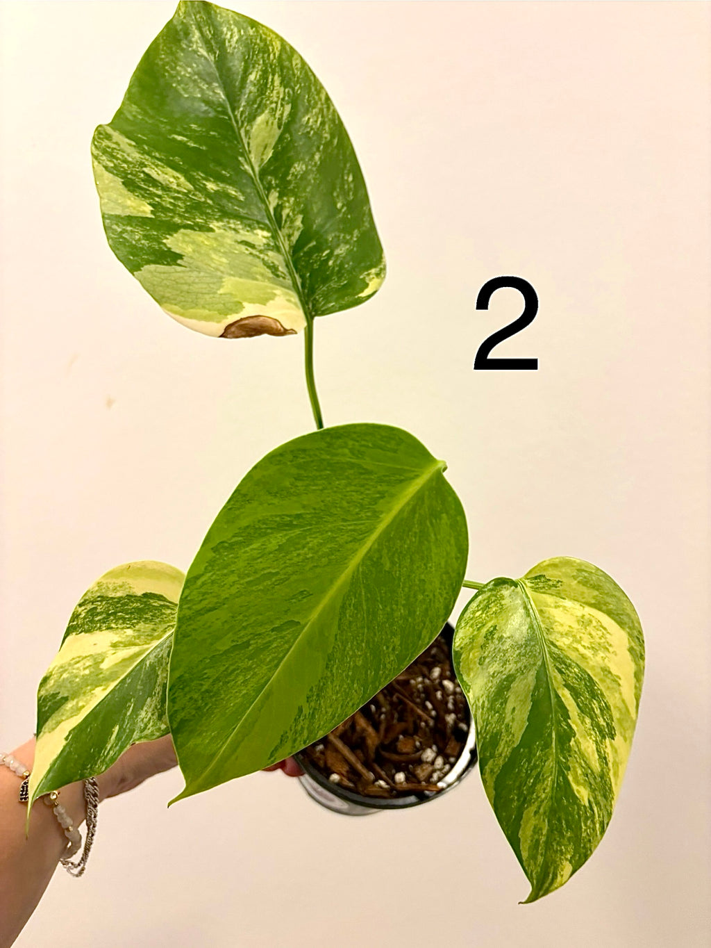 Exotische Monstera Aurea Variegata Pflanze mit grün-weißen Blättern, Zimmerpflanze von Exotic-Flowers.