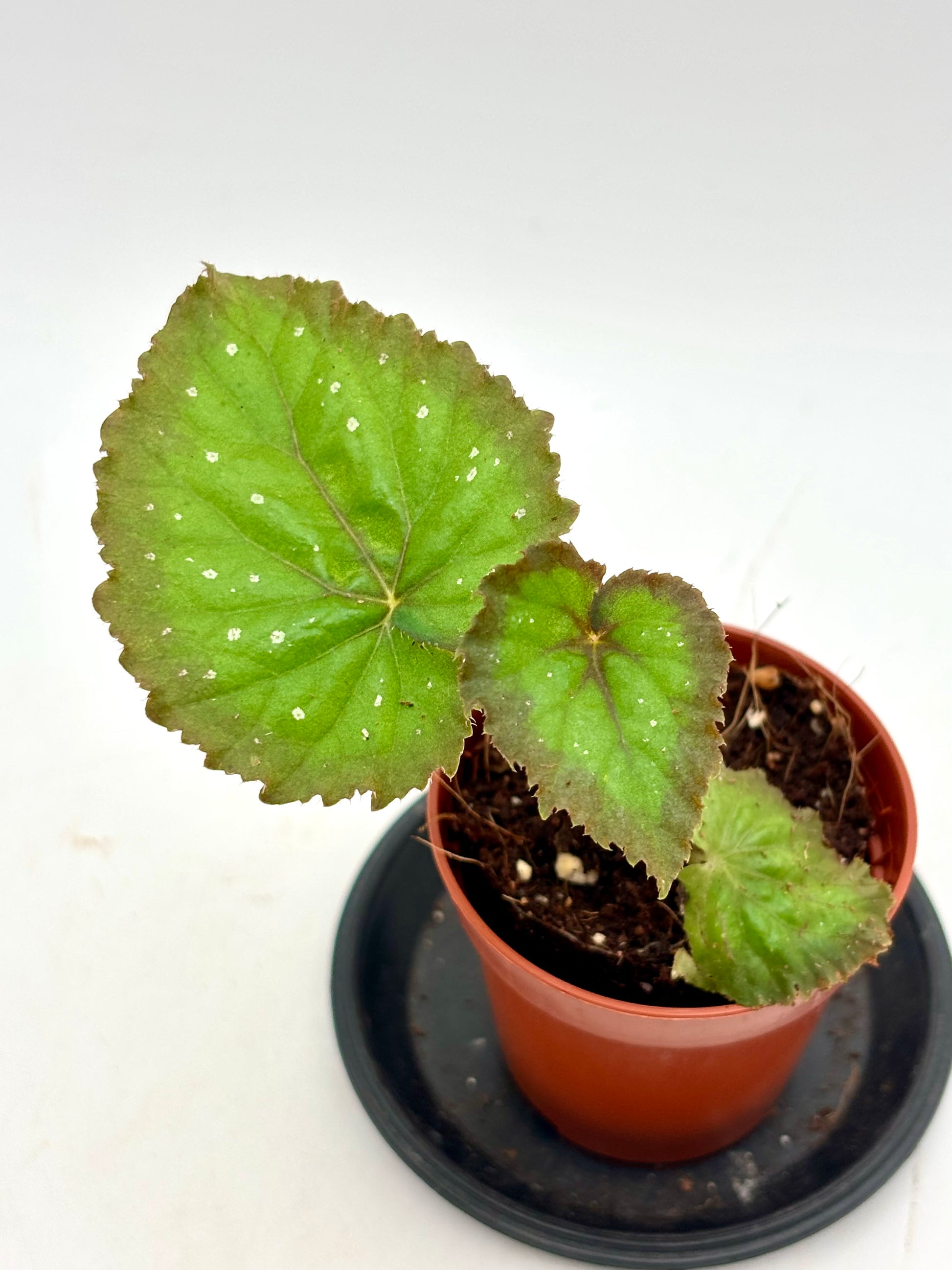 Begonia Carnival