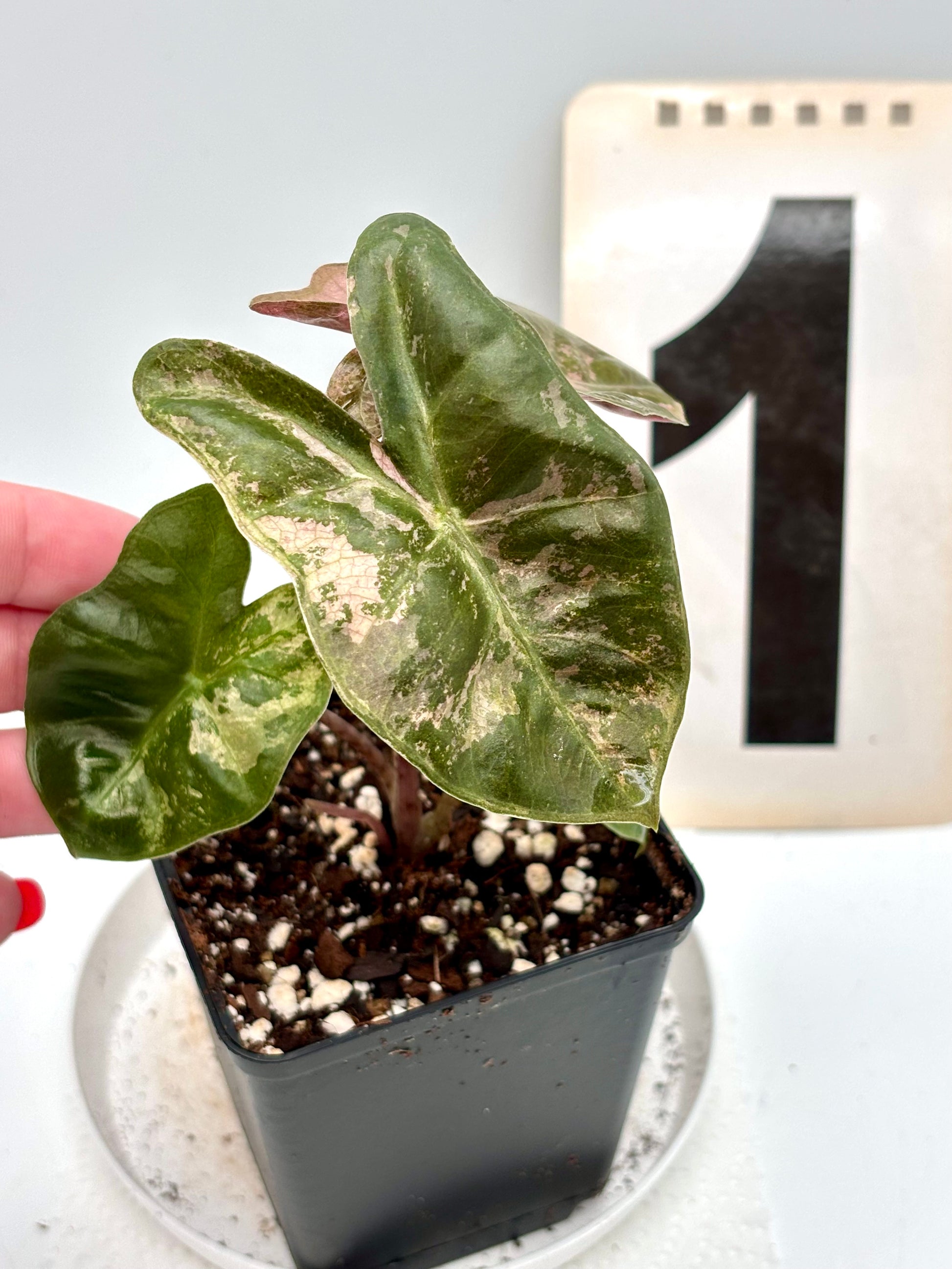 Alocasia Pseudo Sanderiana Pink Variegata