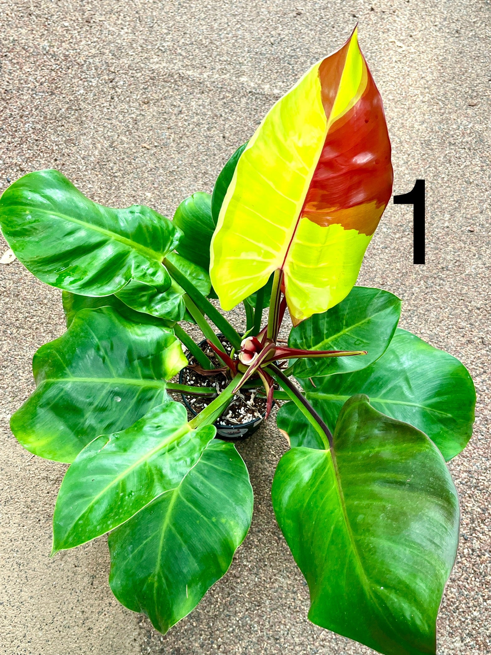 philodendron yellow flame Philodendron Yellow Flame – Exotic-Flowers