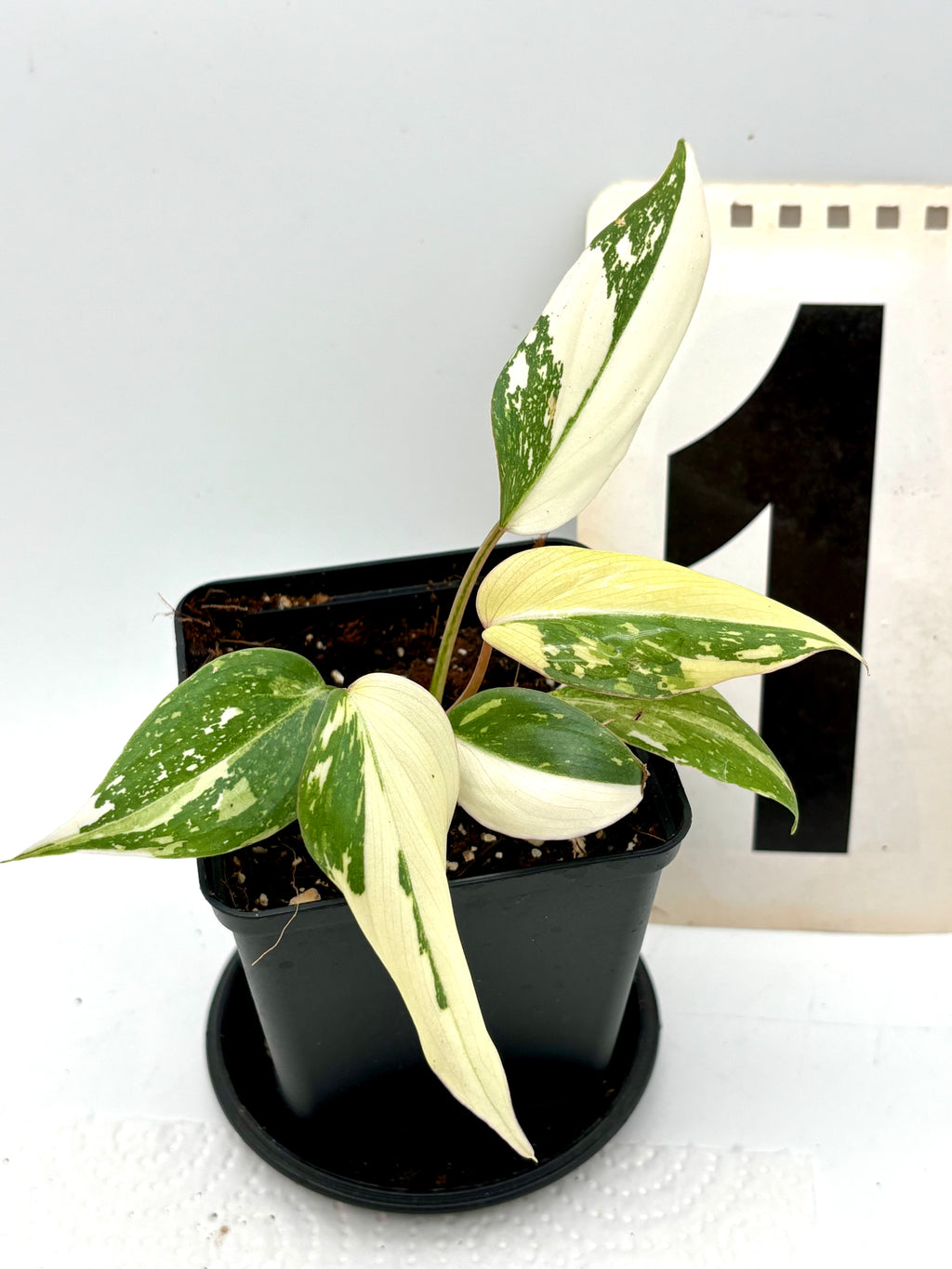 Variegierter Philodendron Gloriosum Tricolor von Exotic-Flowers mit großen grünen Blättern und cremefarbenen bis weißen Variegationen.