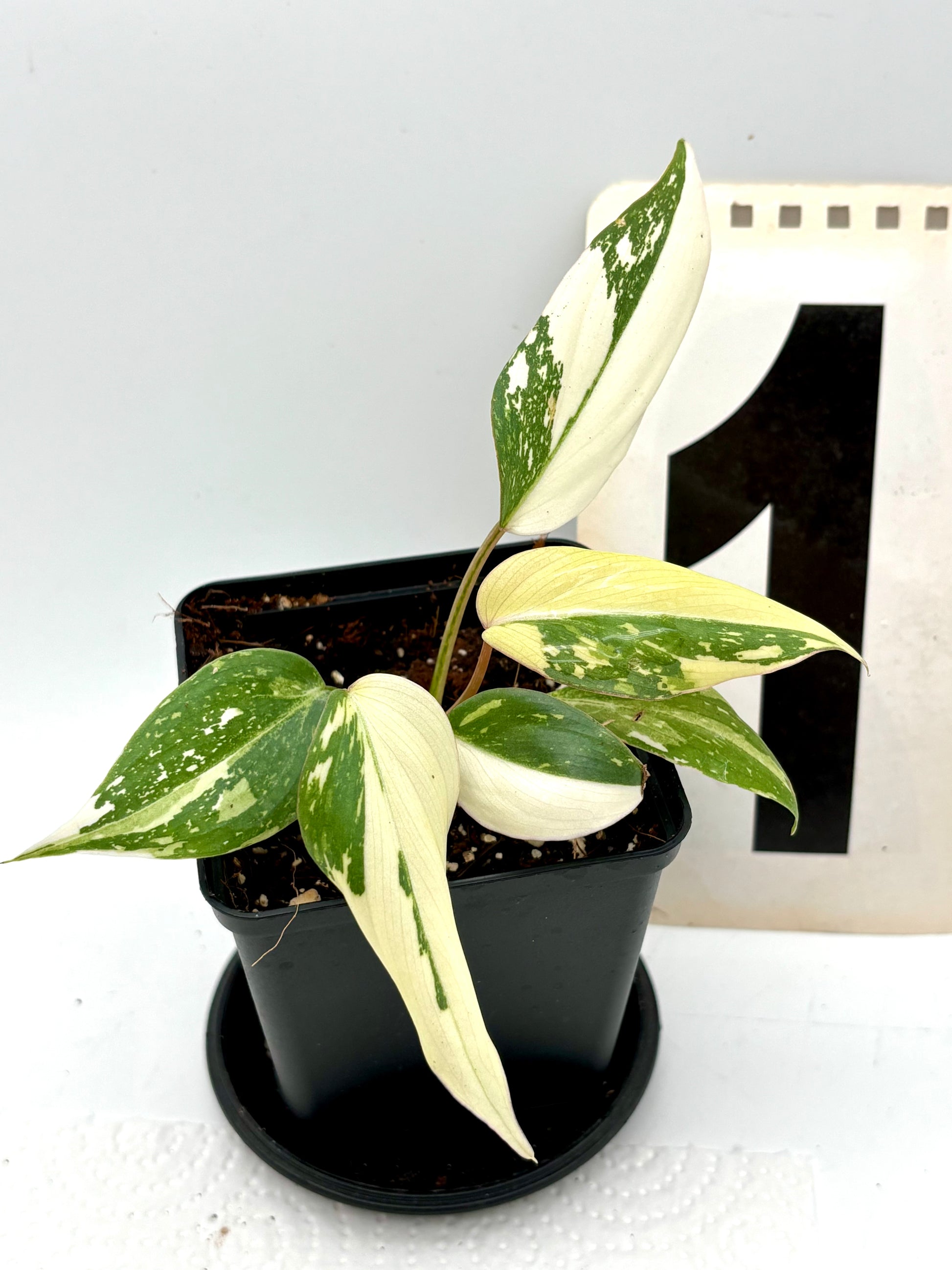 Philodendron Gloriosum Variegata Tricolor