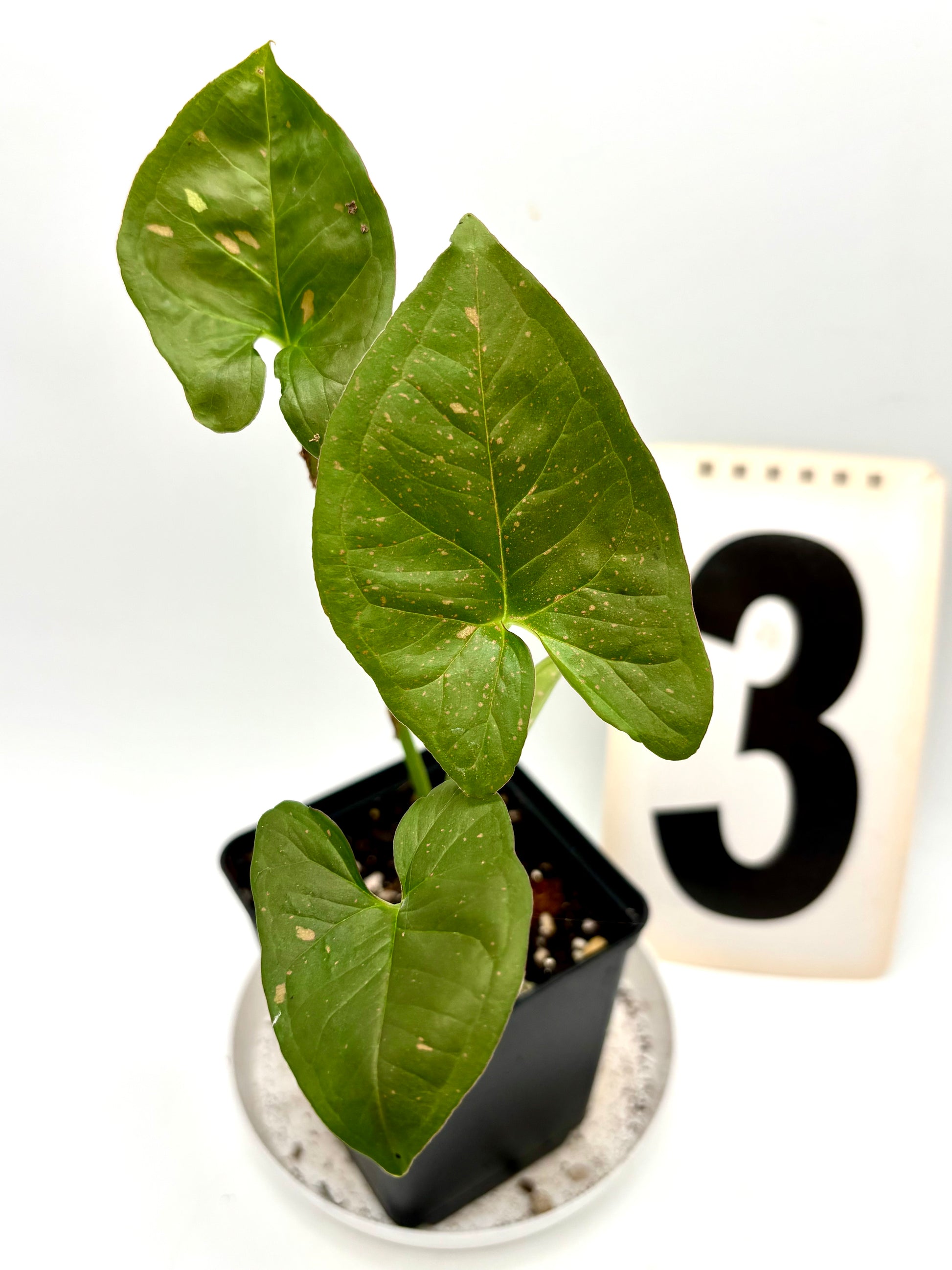 Syngonium Pink Splash Allusion