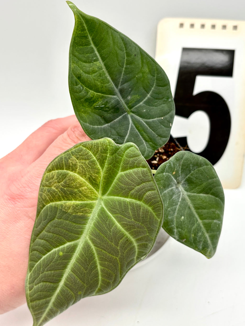 Alocasia Maharani Aurea Variegata