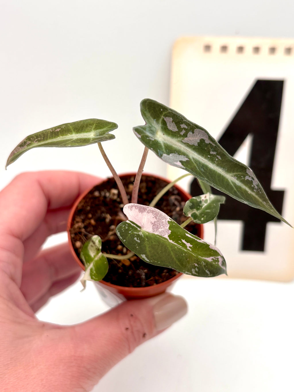 Variegierte Alocasia Bambino Pflanze von Exotic-Flowers, grüne Blätter mit weißen Mustern, kleine Zimmerpflanze, Nahaufnahme