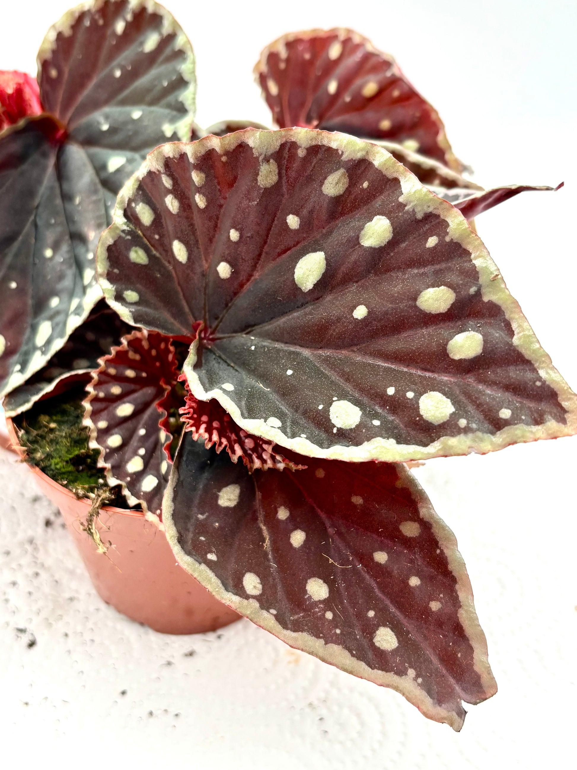 Begonie Firefly von Exotic-Flowers mit leuchtenden roten Blüten und grünen Blättern, perfekt für Garten oder Balkon.