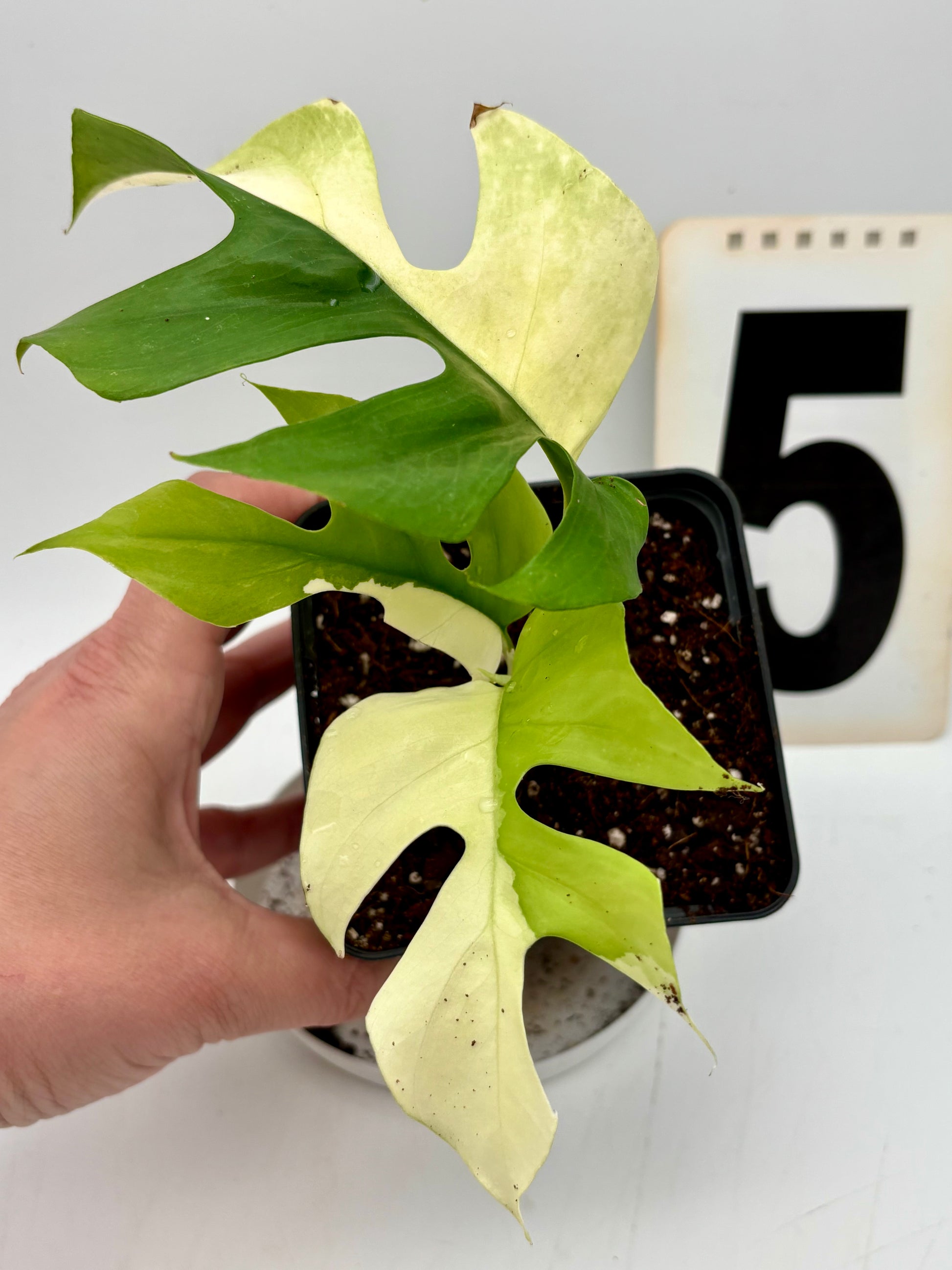 Rhaphidophora Tetrasperma Albo Variegata / Monstera Minima