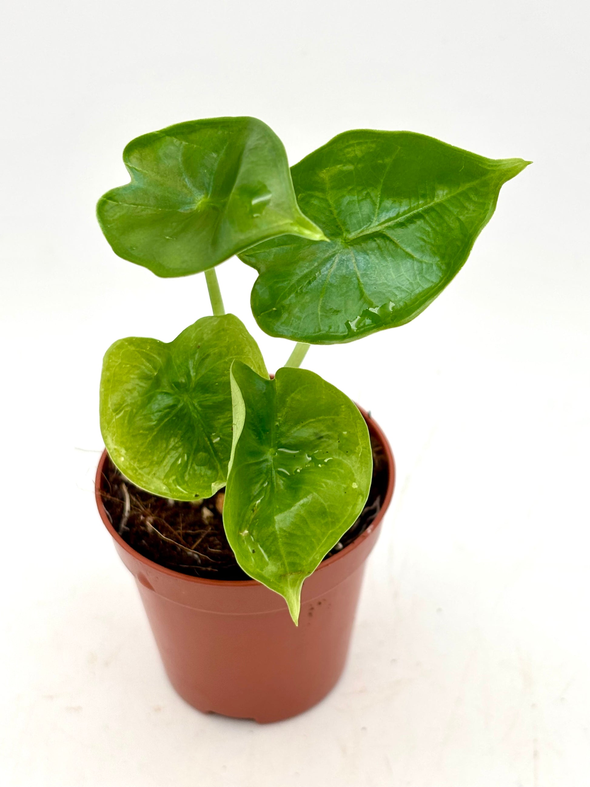 Alocasia Reversa