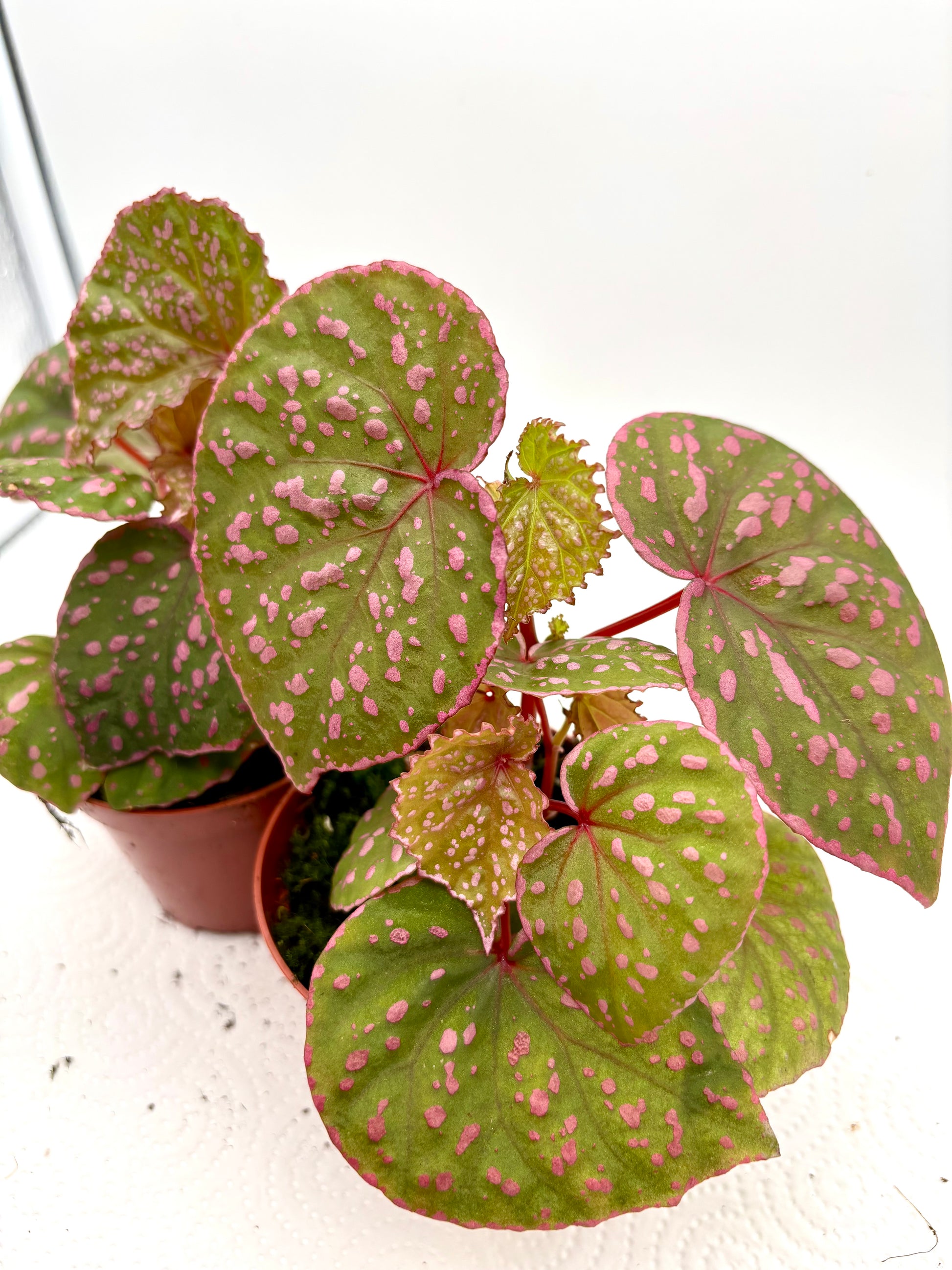 Begonie sp. Muara Wahau von Exotic-Flowers, blühende Pflanze mit grünen Blättern und bunten Blüten, Nahaufnahme