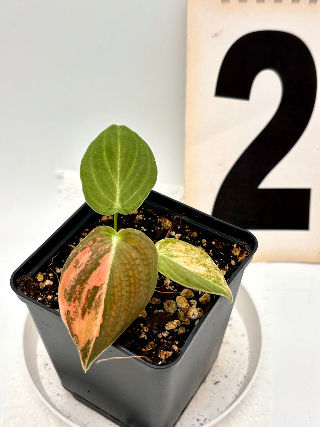 Philodendron Melanochrysum Pink Variegata