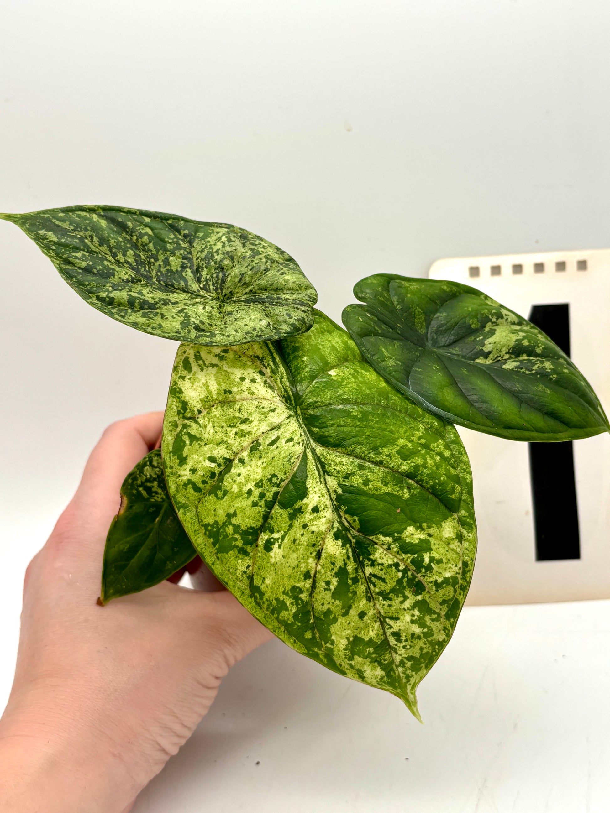 Alocasia Dragon Scale Mint - Exotic-Flowers