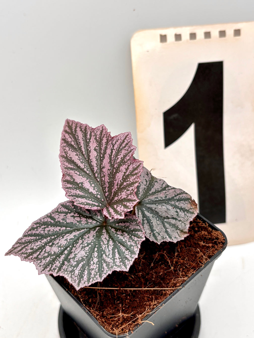 Begonia Pink Minx