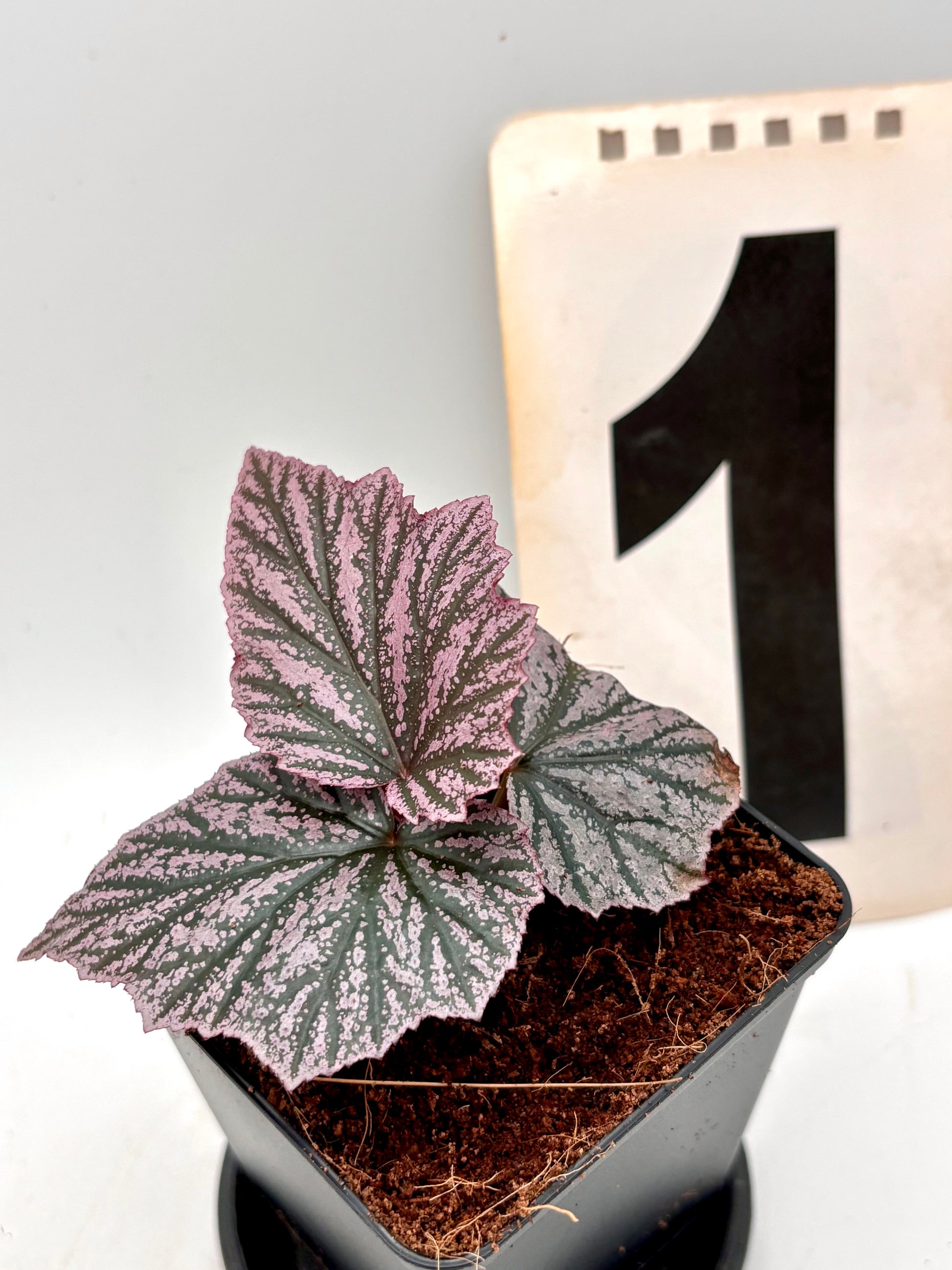 Begonia Pink Minx
