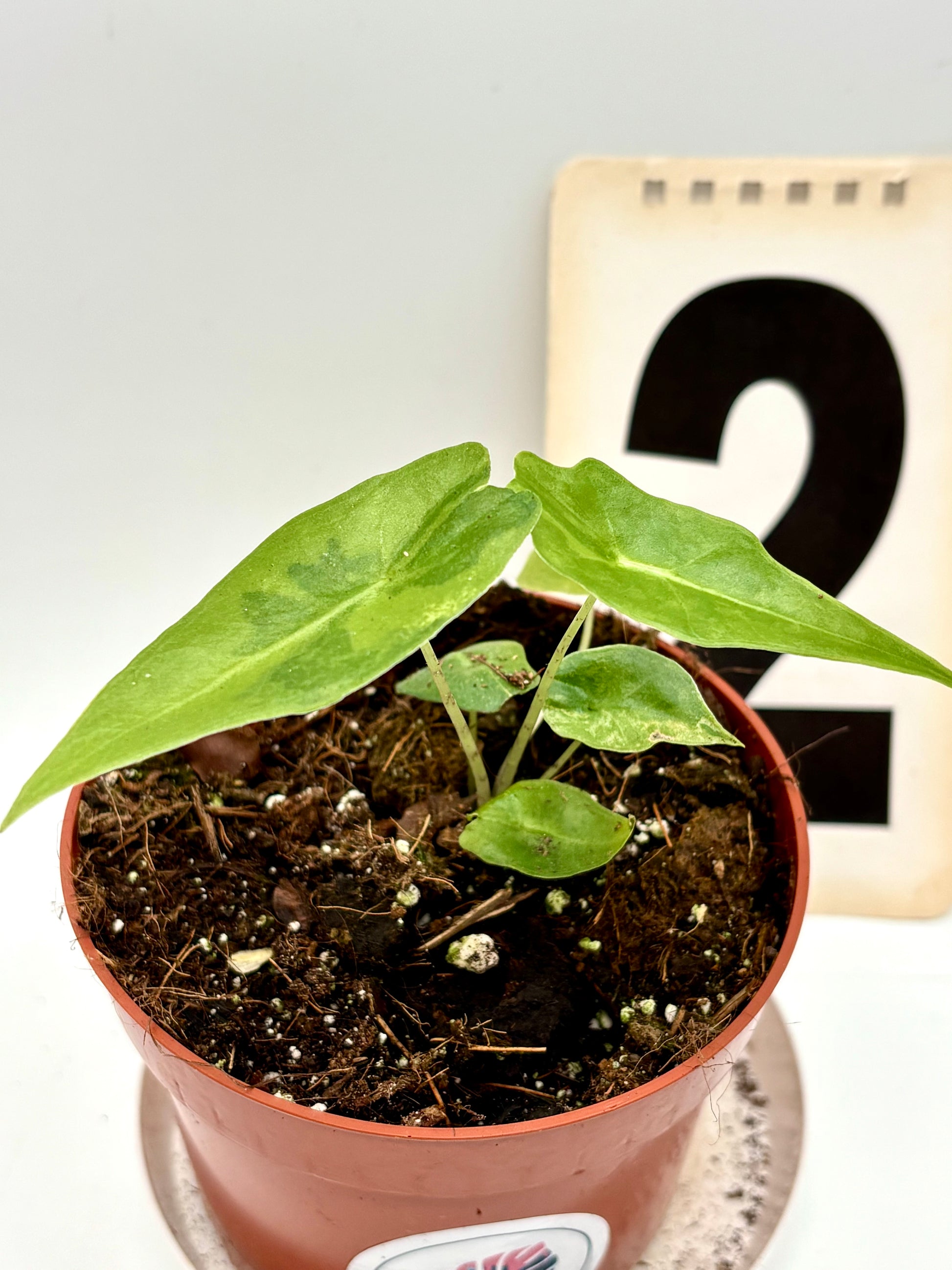 Alocasia Portei Variegata