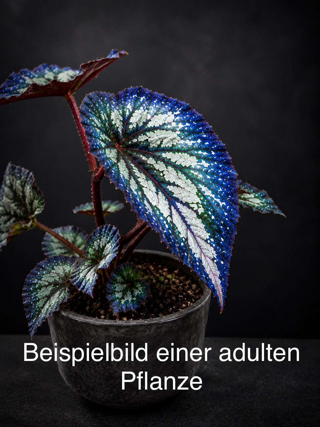 Begonia Carnival