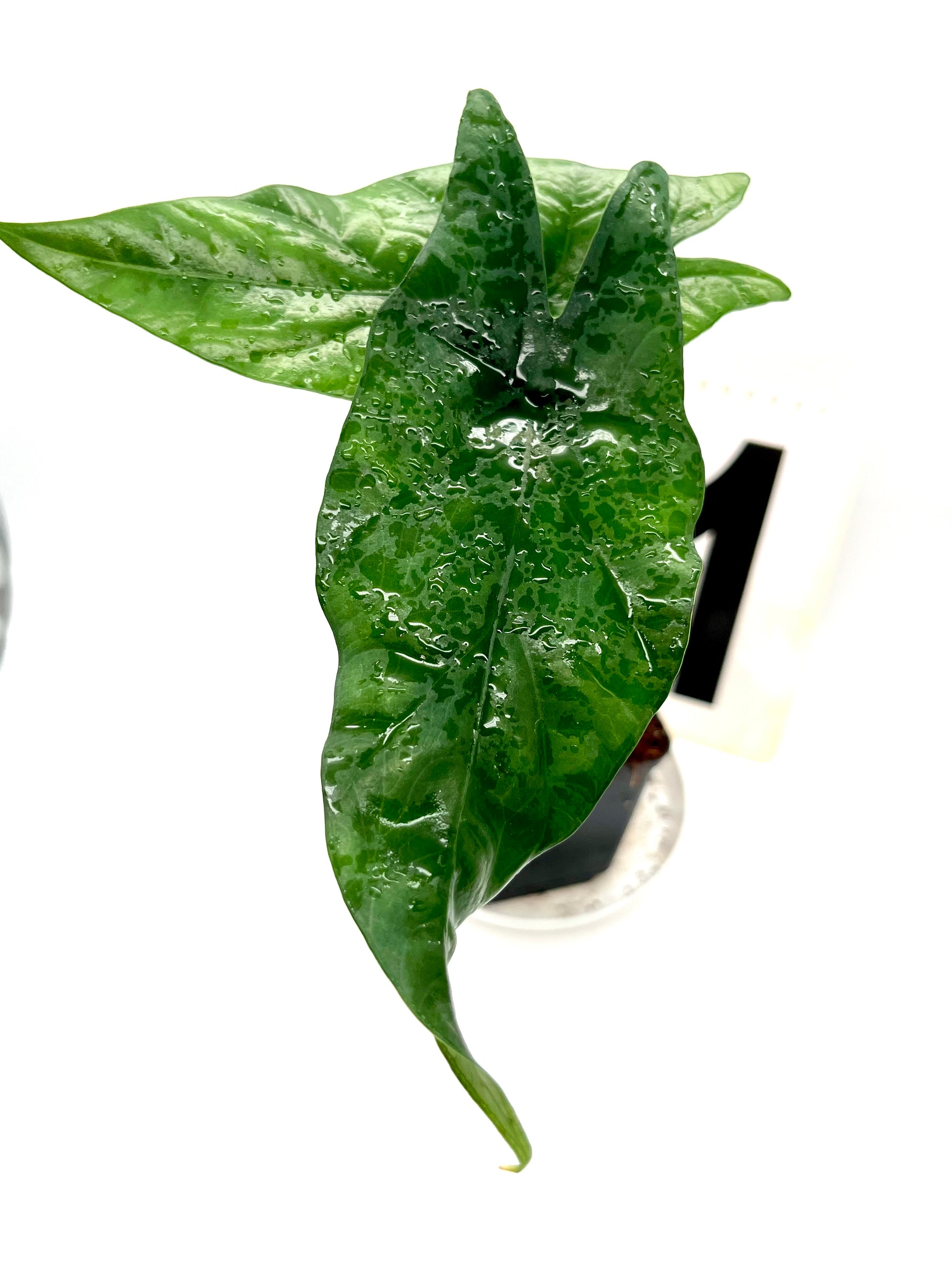 Alocasia Simpo