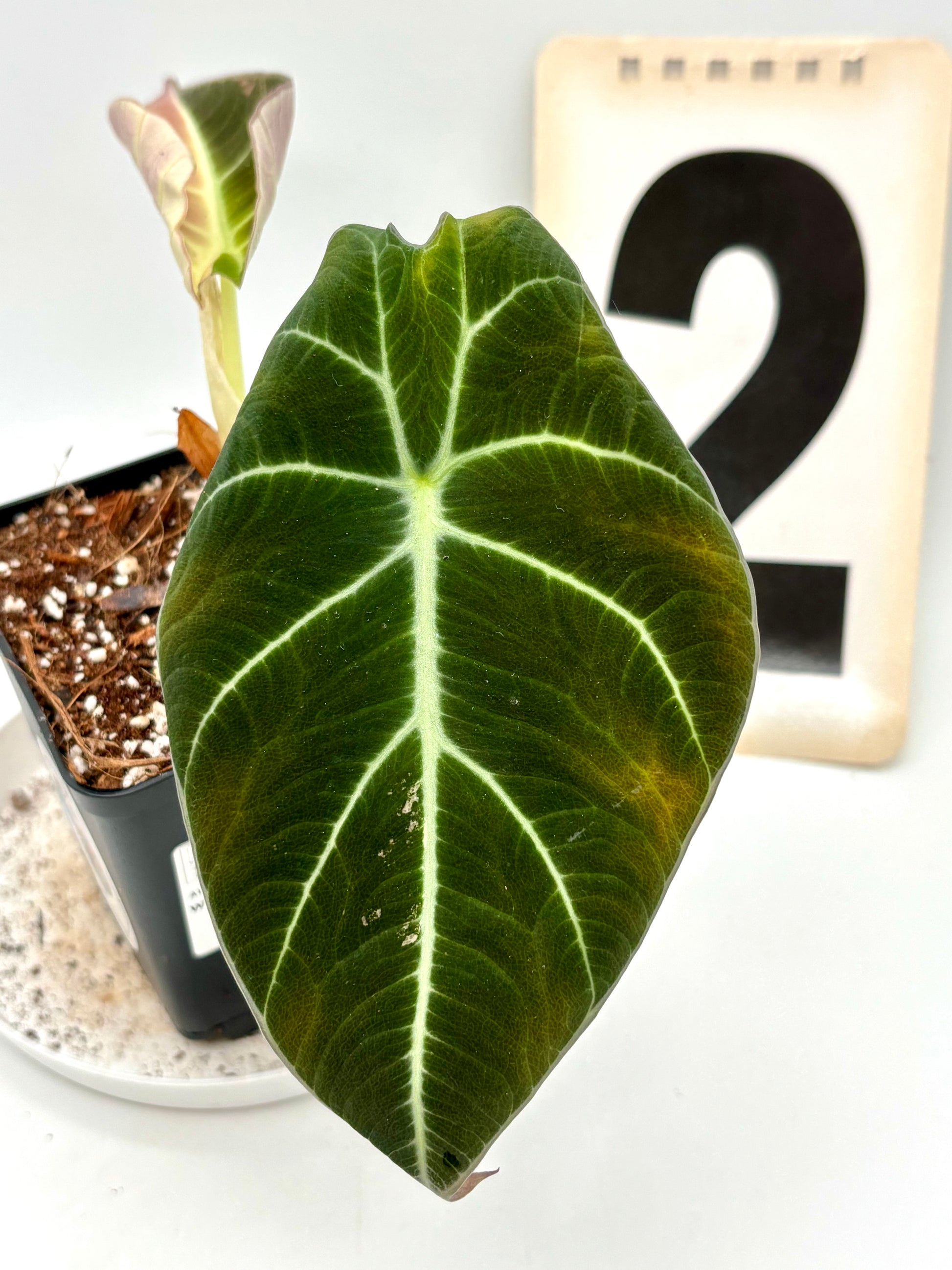 Alocasia Black Velvet Variegata
