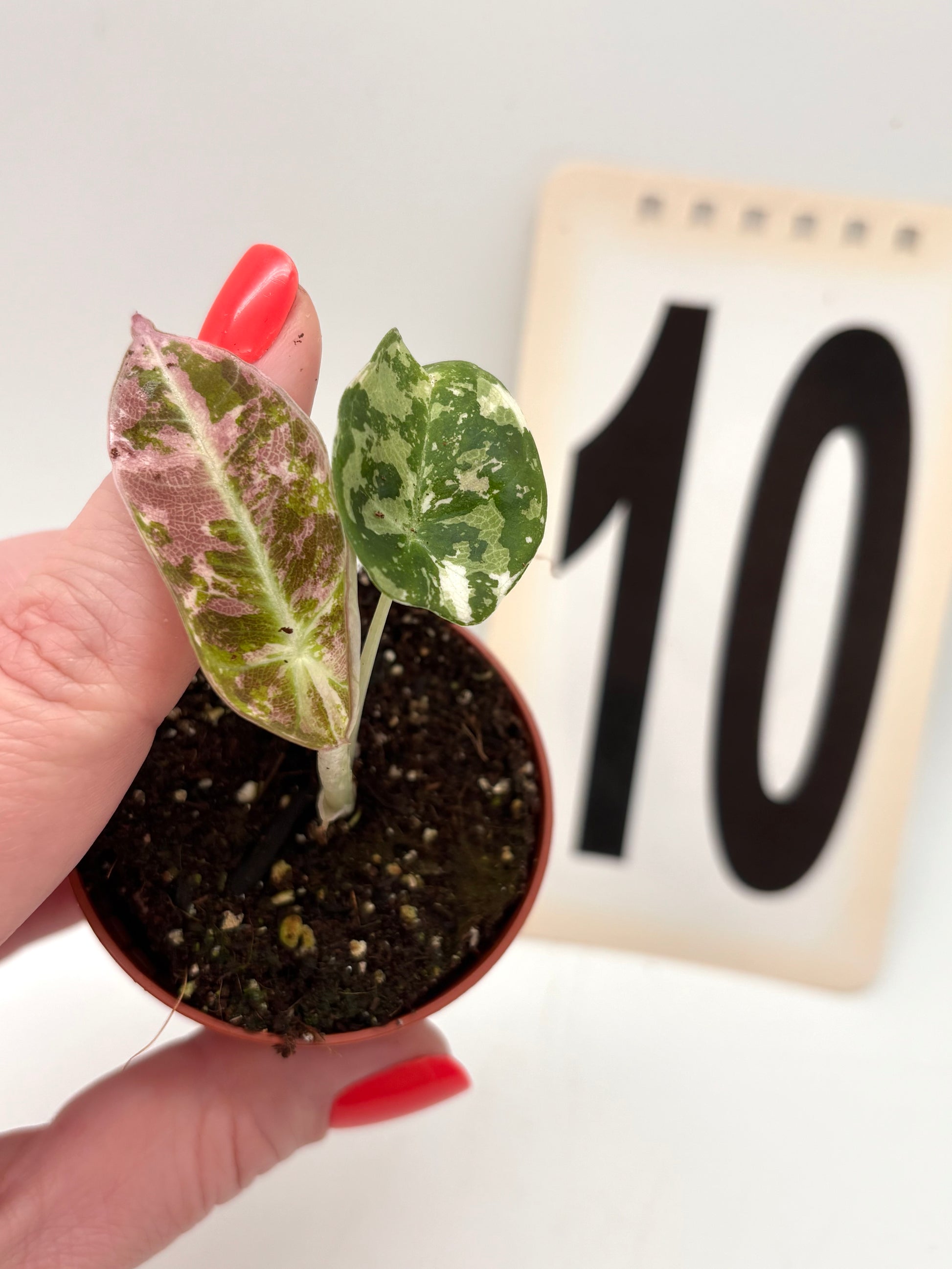 Alocasia Black Velvet Variegata