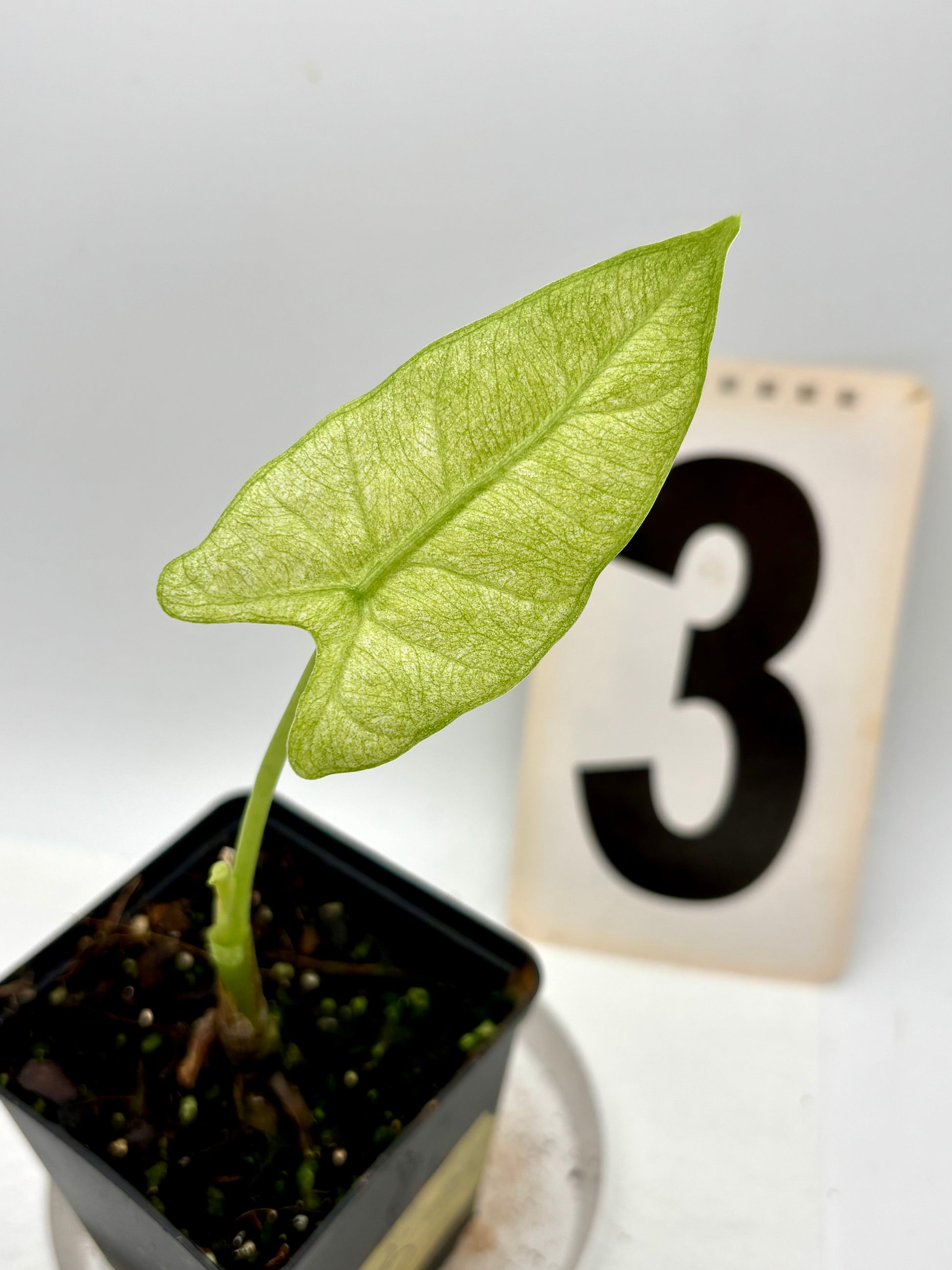 Alocasia Frydek Mint Pflanze von Exotic-Flowers mit grünen, gezackten Blättern in einer Topf.