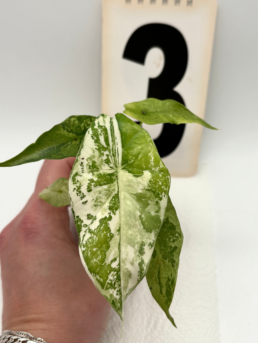 Alocasia Simpo Albo Variegata