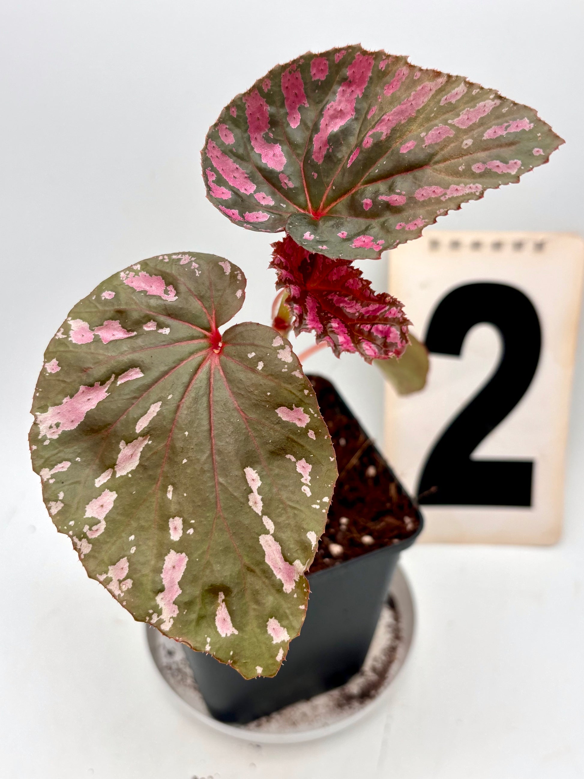 Begonia Brevirimosa