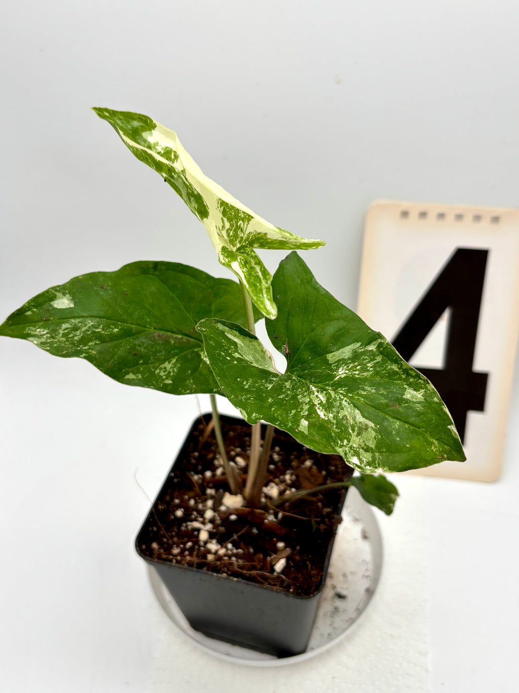 Syngonium Albo Variegata