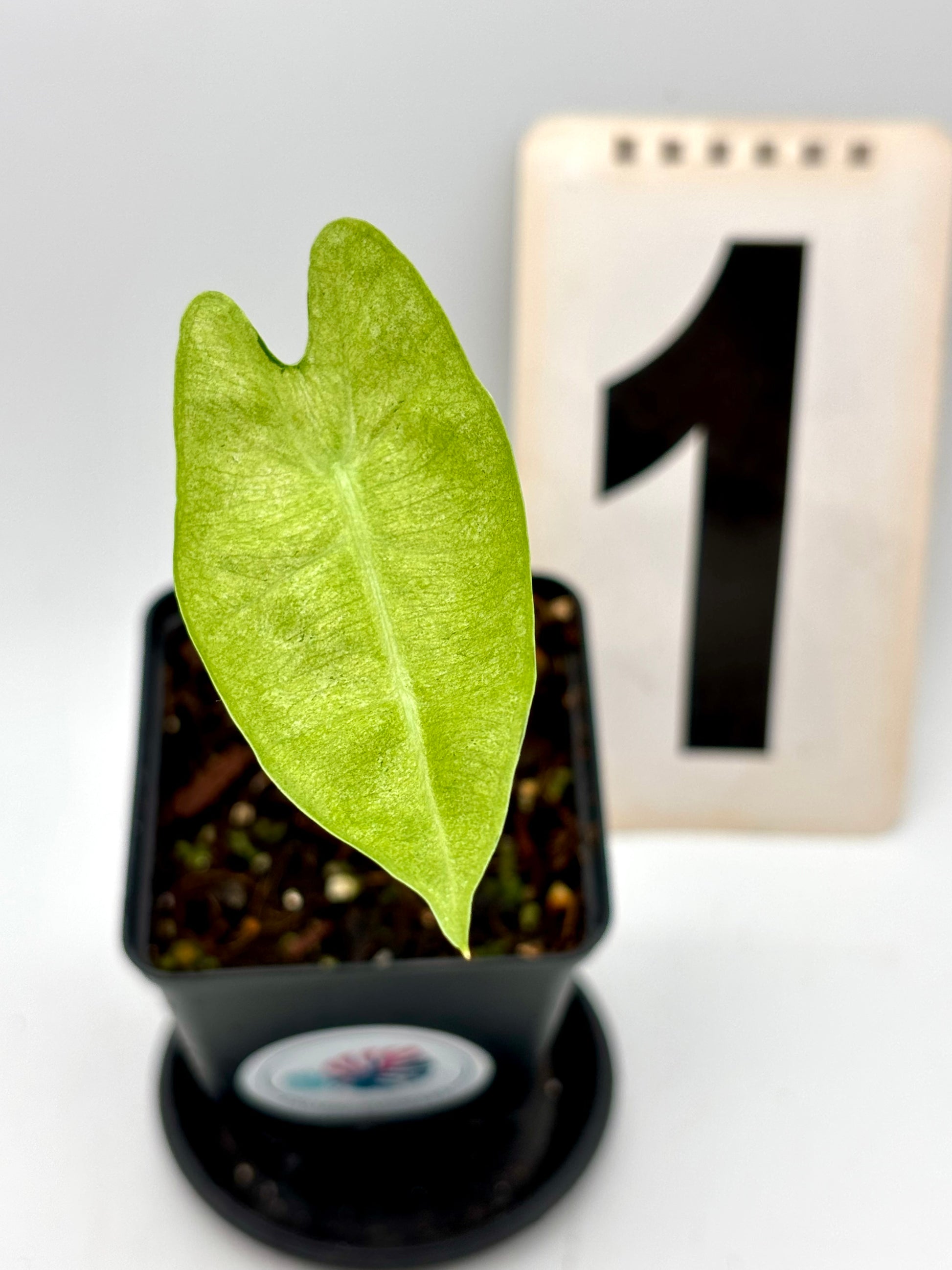 Alocasia Frydek Mint