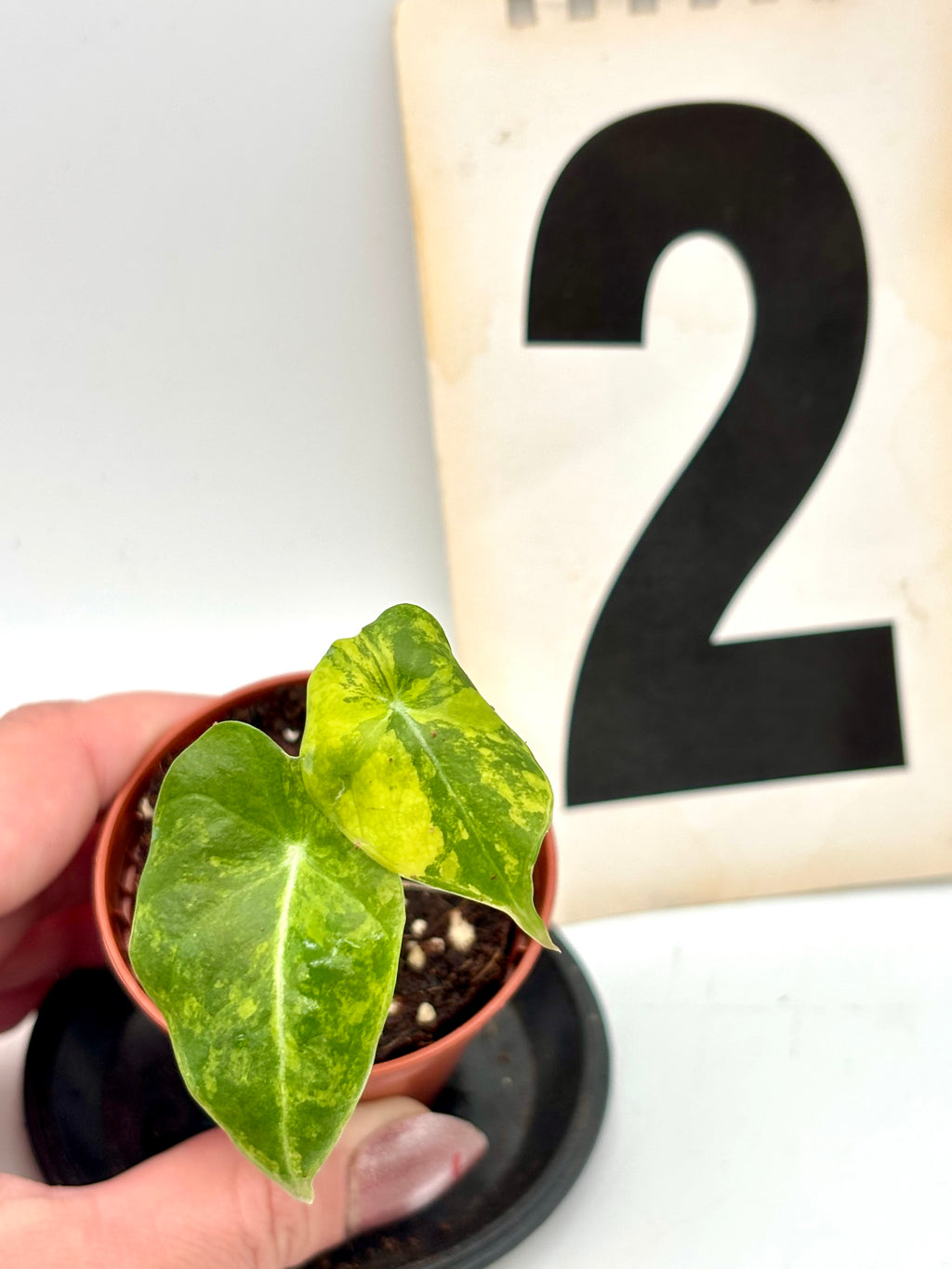 Alocasia Black Velvet Aurea Variegata