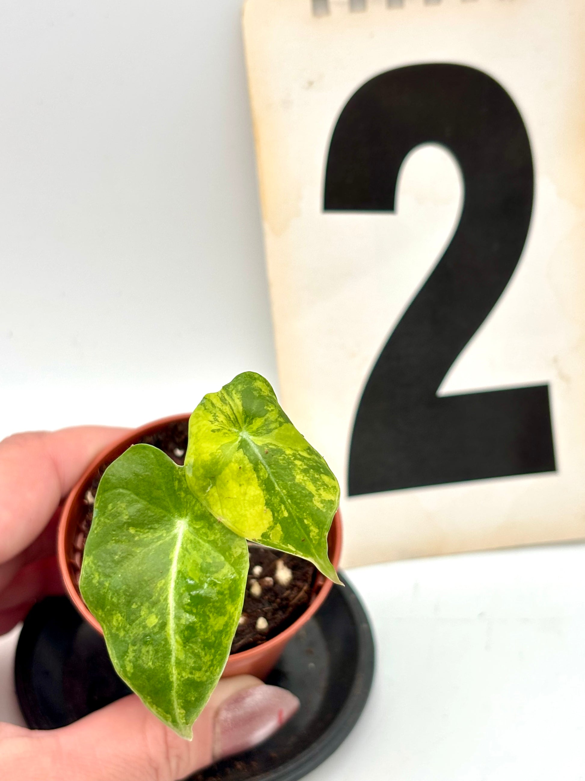 Alocasia Black Velvet Aurea Variegata