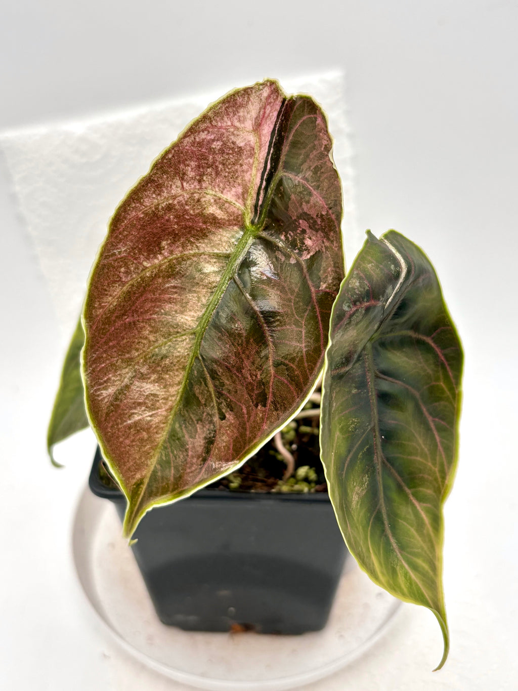 Alocasia Azlanii Variegata