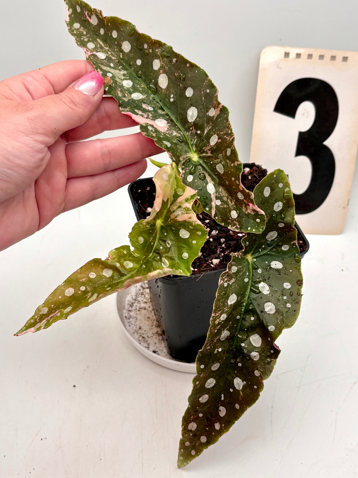 Begonia Maculata Pink Variegata von Exotic-Flowers mit grünen und rosa Blättern, Topfpflanze in natürlicher Umgebung