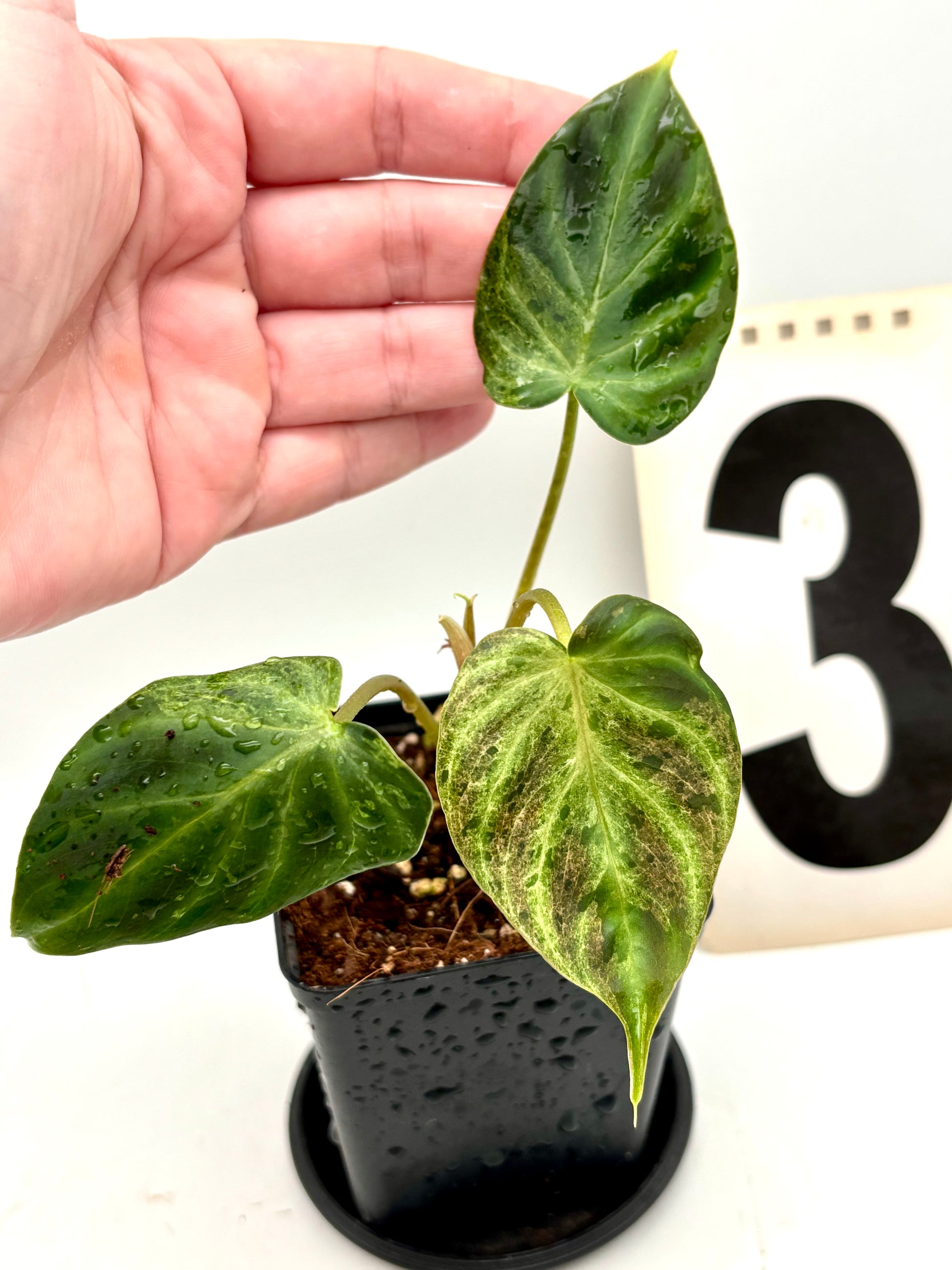 Philodendron Verrucosum Mint Variegata Pflanze mit grünen und weißen Blättern, exotische Zimmerpflanze von Exotic-Flowers