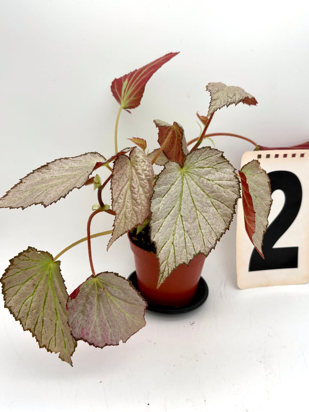 Doppelseitige Begonie Two Face von Exotic-Flowers, farbenfrohe Blüten mit grünen und roten Blättern, perfekt für den Garten.