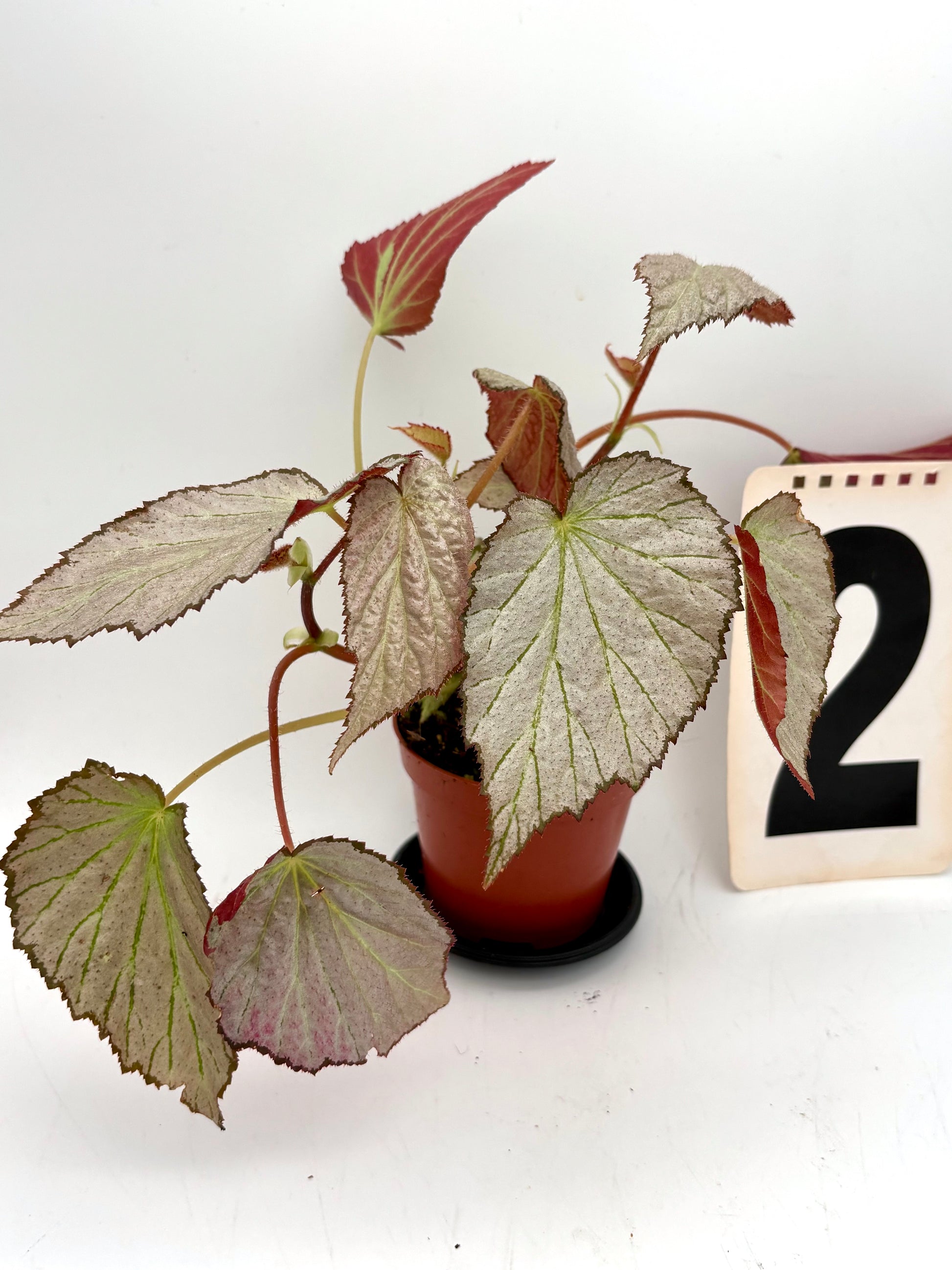 Doppelseitige Begonie Two Face von Exotic-Flowers, farbenfrohe Blüten mit grünen und roten Blättern, perfekt für den Garten.