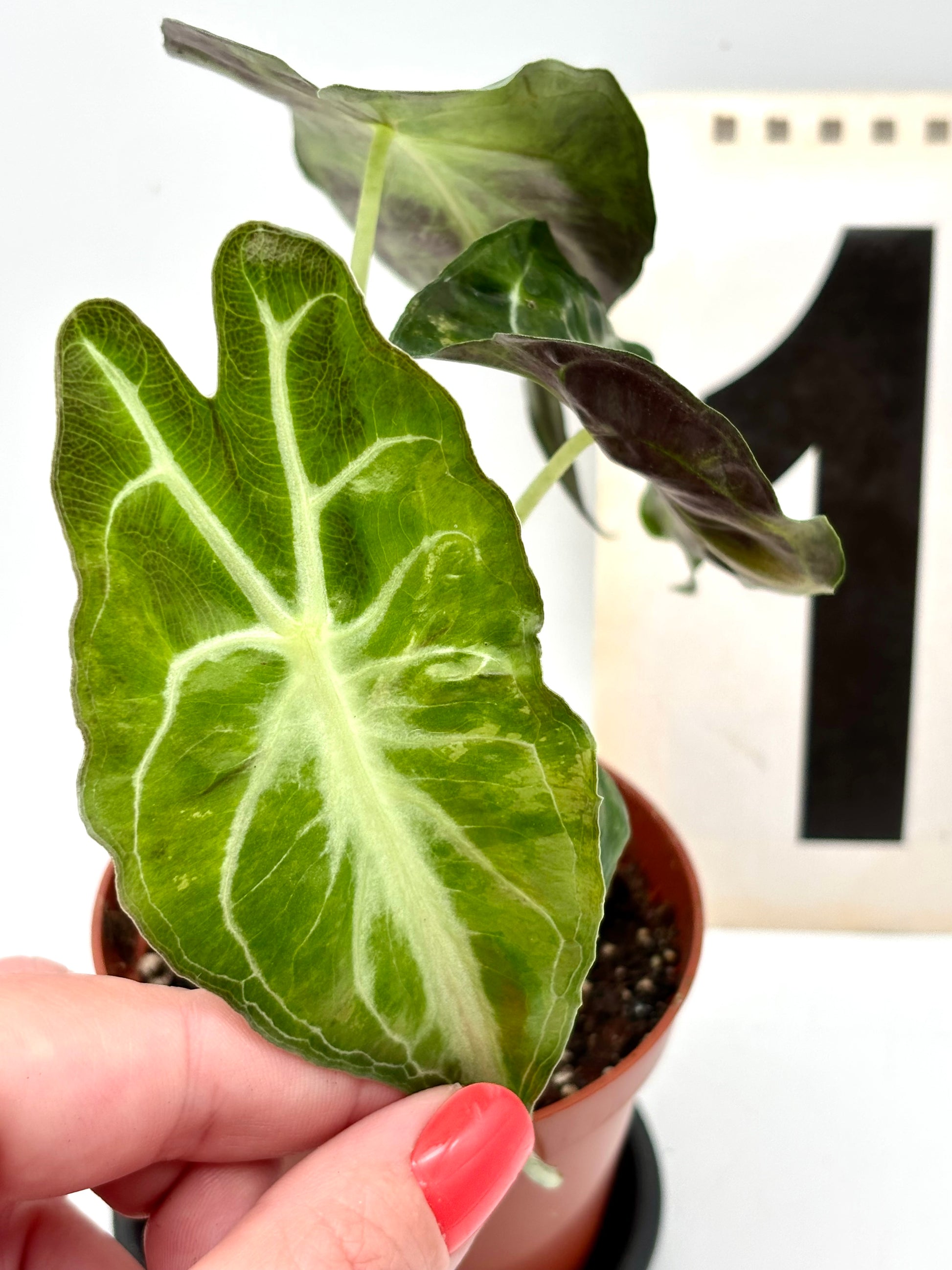 Alocasia Venom Variegata Pflanze mit grünen und weißen Blättern, im Top, von Exotic-Flowers, detailreiche Blattform.