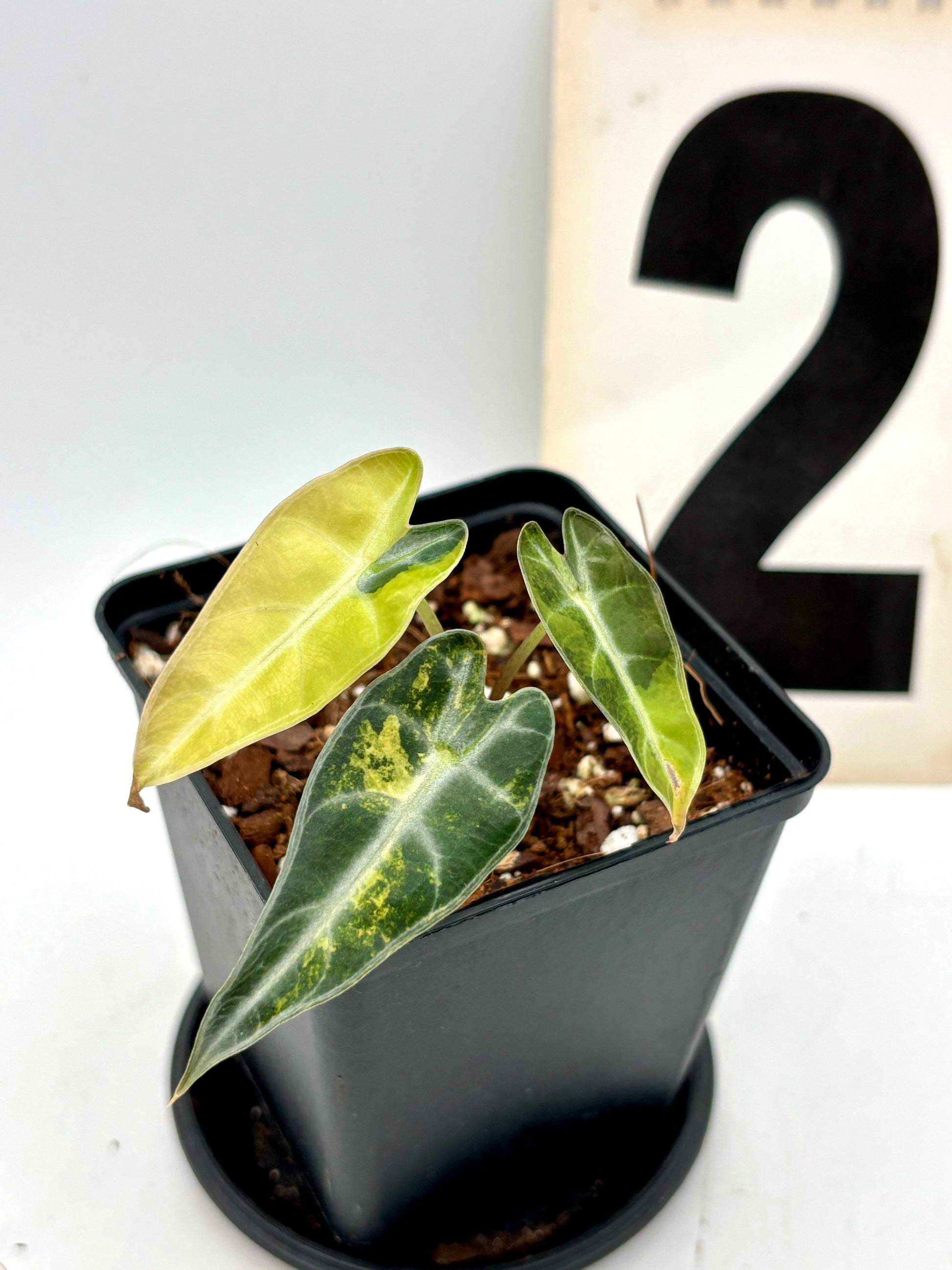 Alocasia Bambino Aurea Variegata