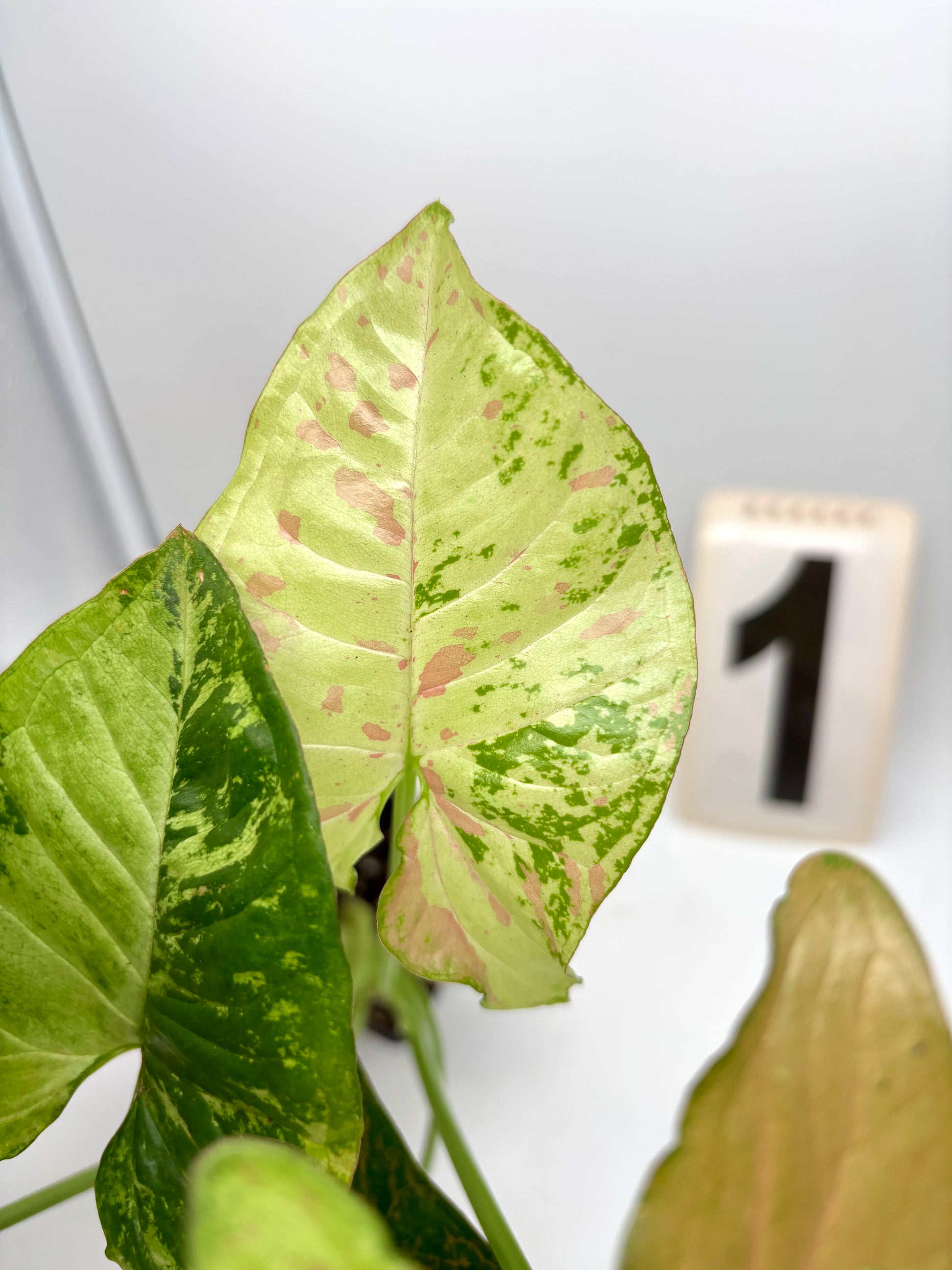 Syngonium Confetti Tricolor