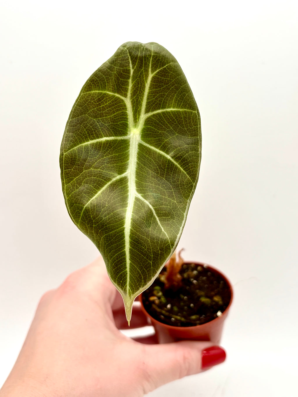 Alocasia Mark Campbell (klein) - Exotic-Flowers
