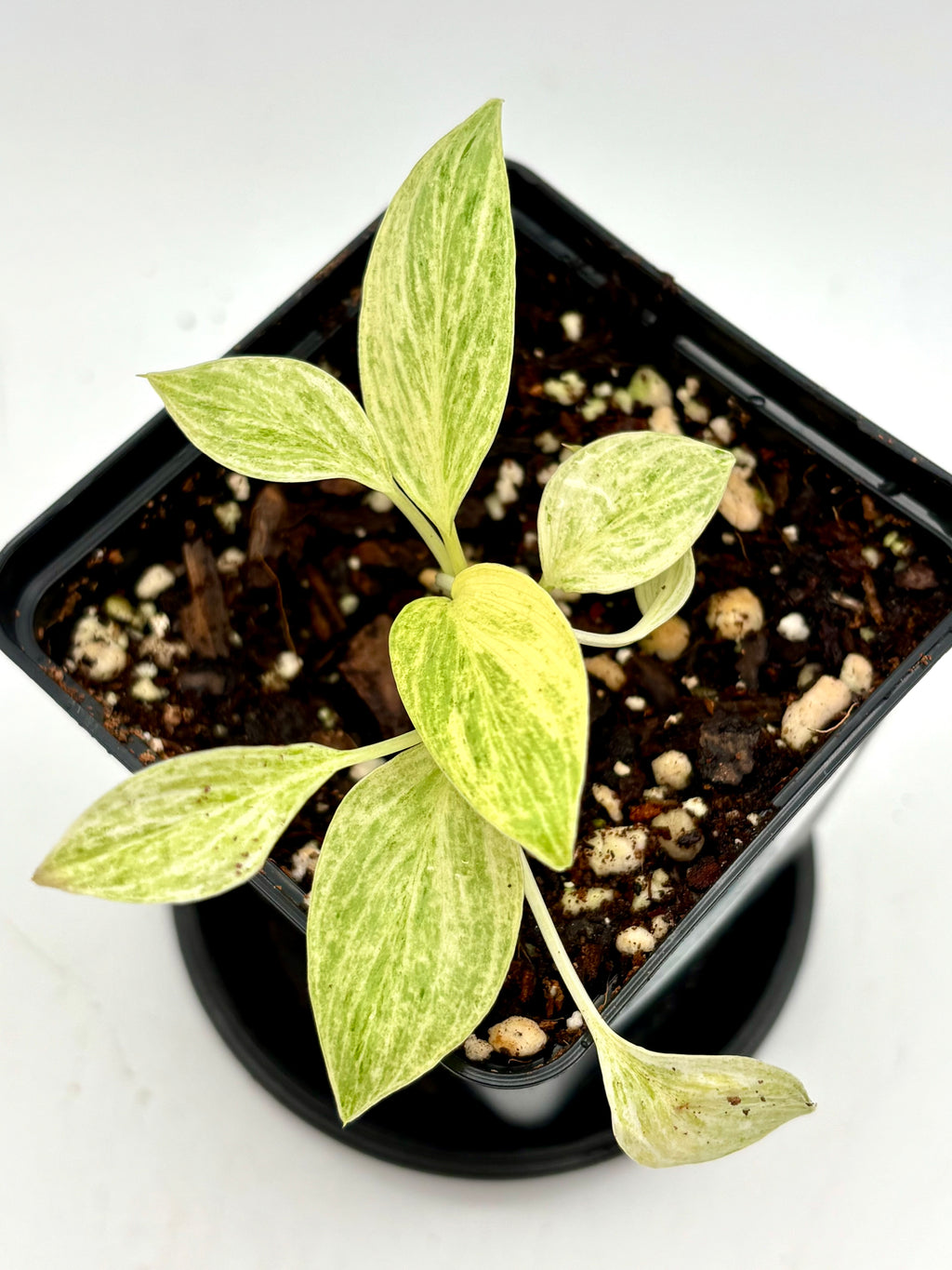 Homalomena Sulcata Cream Frost Jungpflanze von Exotic-Flowers, junge grüne Pflanze mit cremefarbenen Blättern auf Naturhintergrund