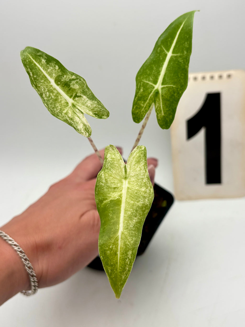 Alocasia Sarian Albo Variegata Pflanze mit grünen und weißen, gemusterten Blättern, exotische Zimmerpflanze, von Exotic-Flowers
